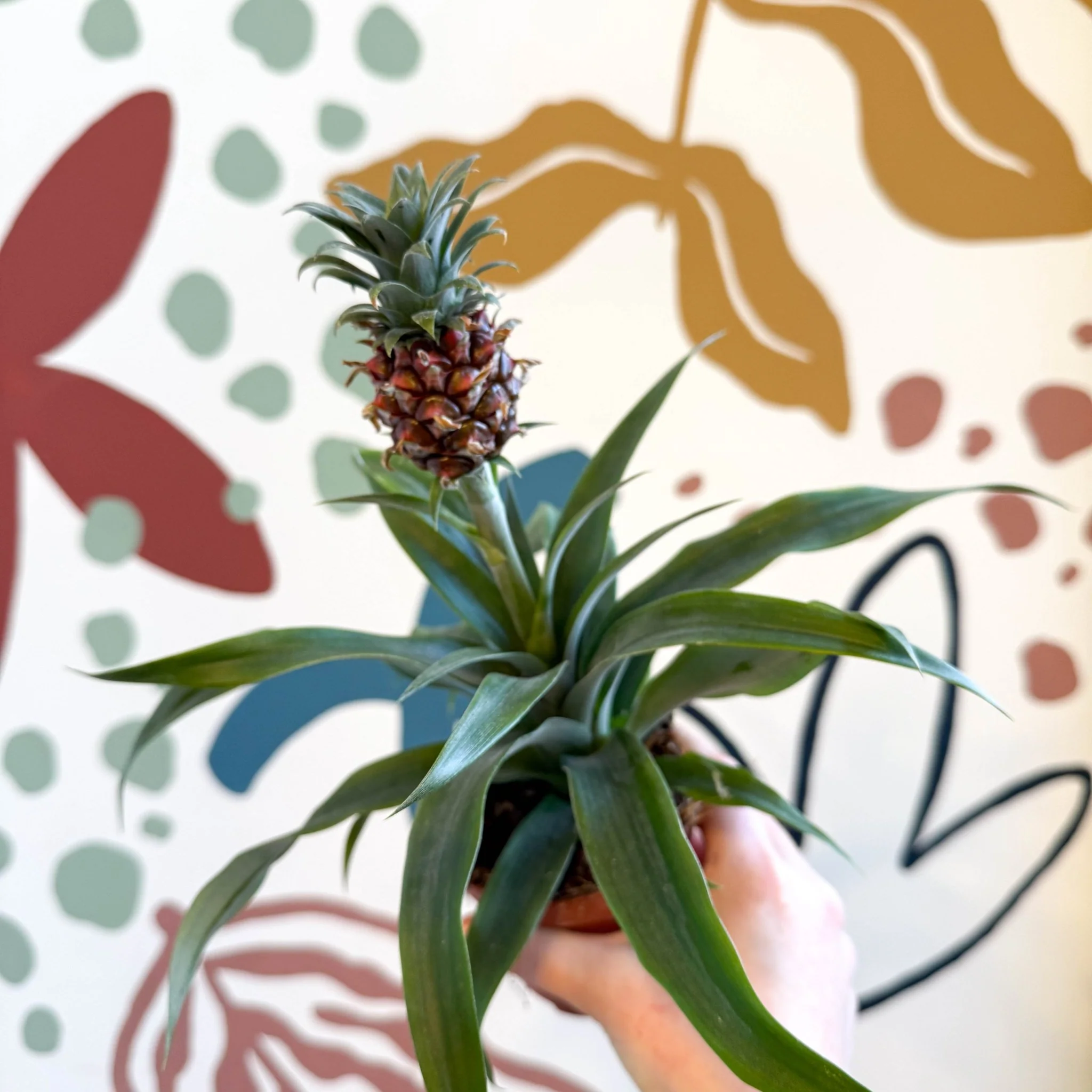Ananas comosus 'Rosita' - Rose Pineapple Plant - Image 9