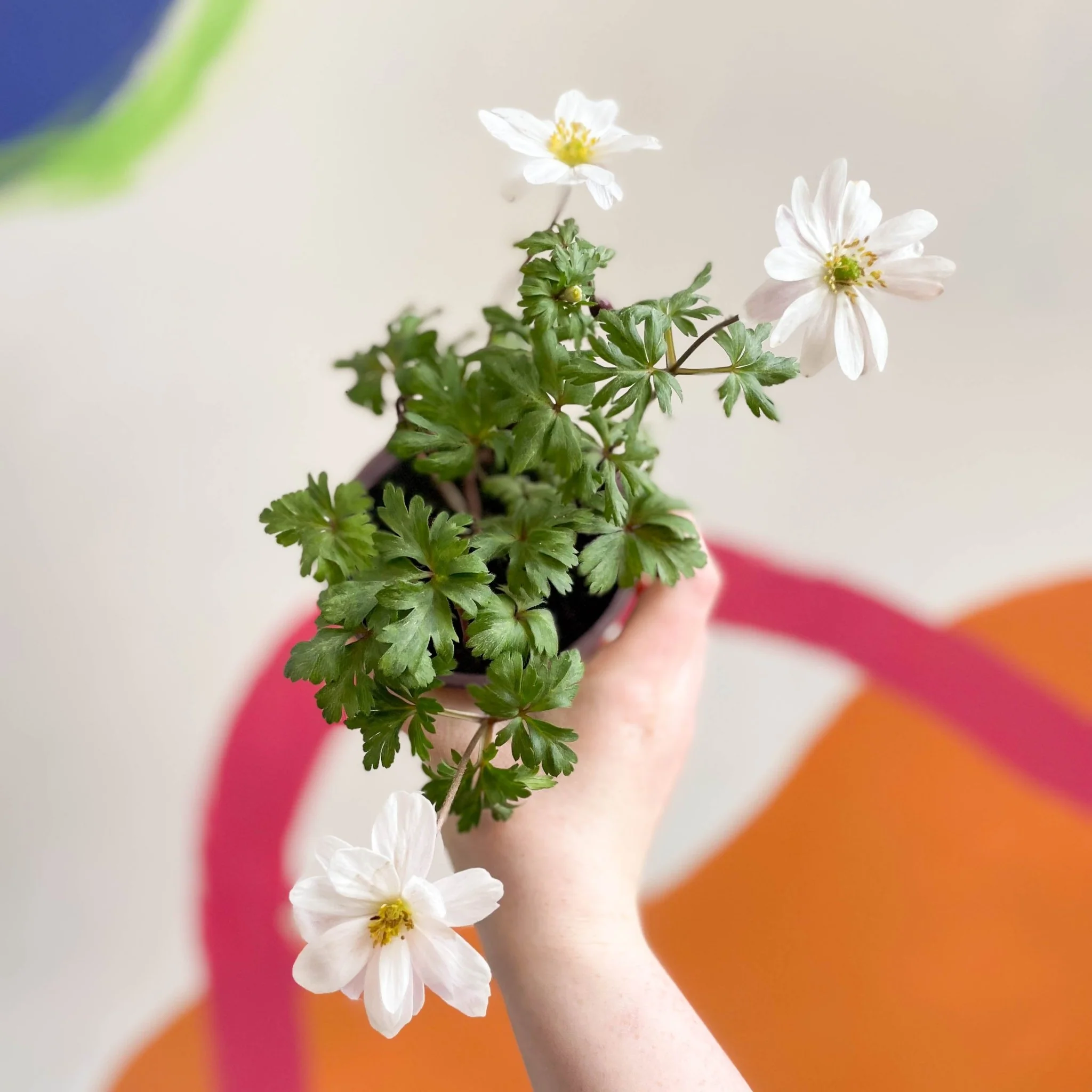 Anemone hupehensis 'Blanda White' - West Country Grown Perennial