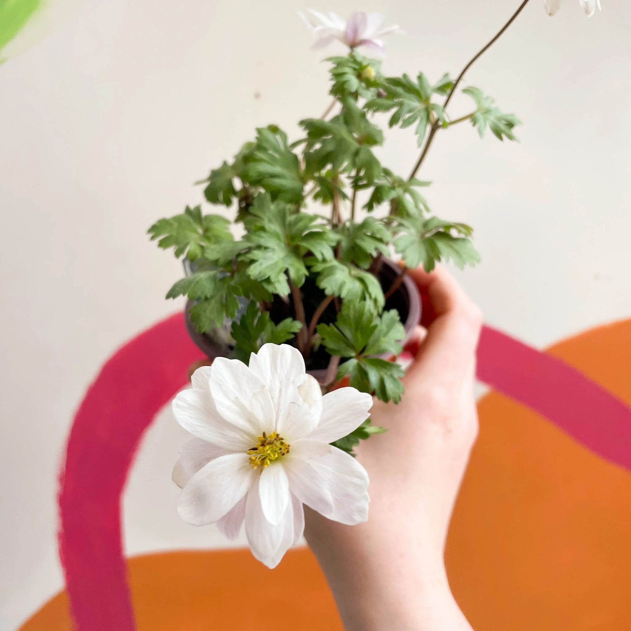 Anemone hupehensis 'Blanda White' - West Country Grown Perennial - Image 2