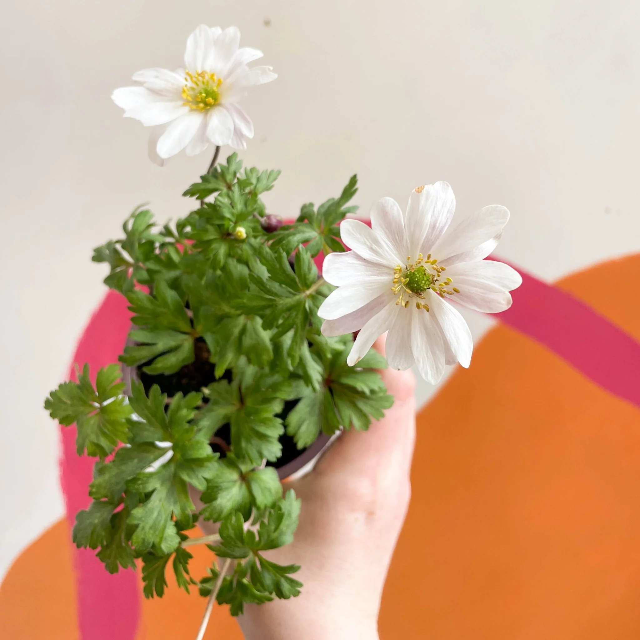 Anemone hupehensis 'Blanda White' - West Country Grown Perennial - Image 3