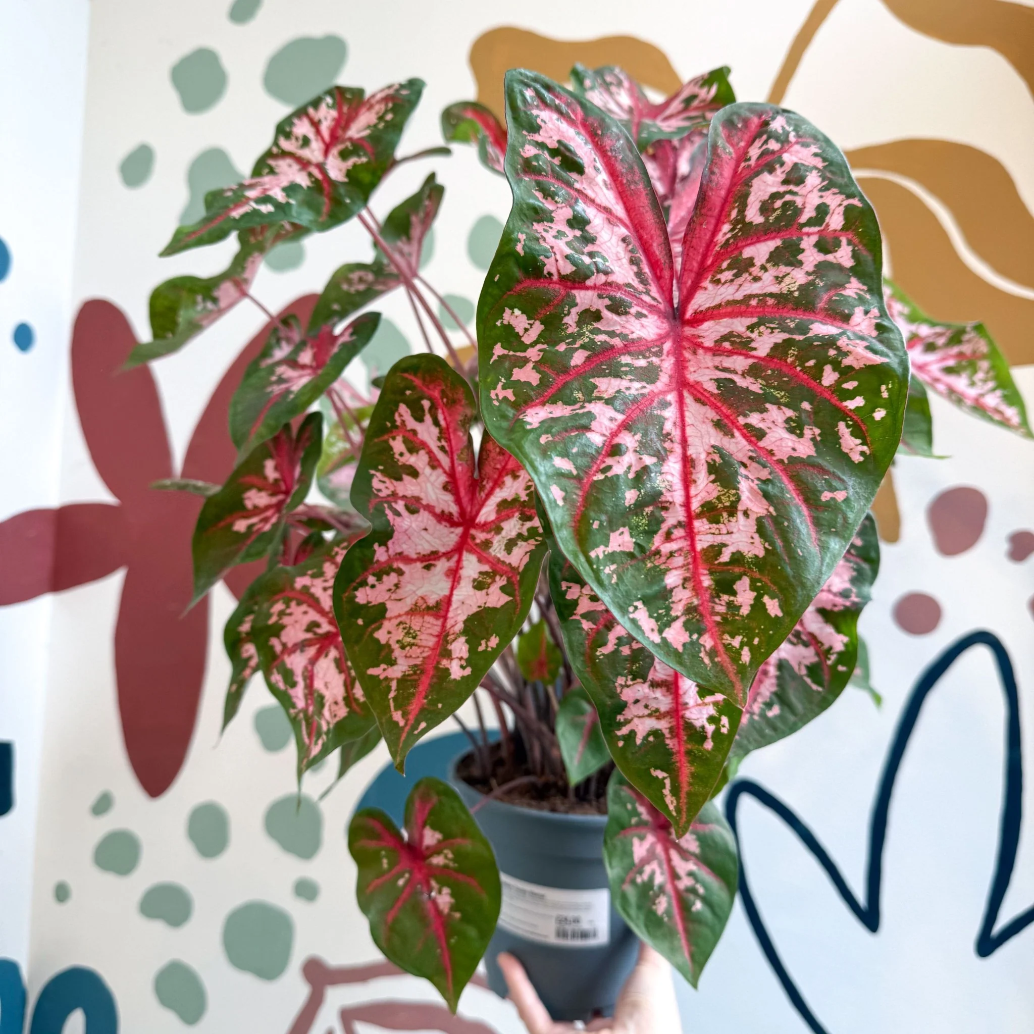 Caladium 'Carolyn Whorton' - Image 10