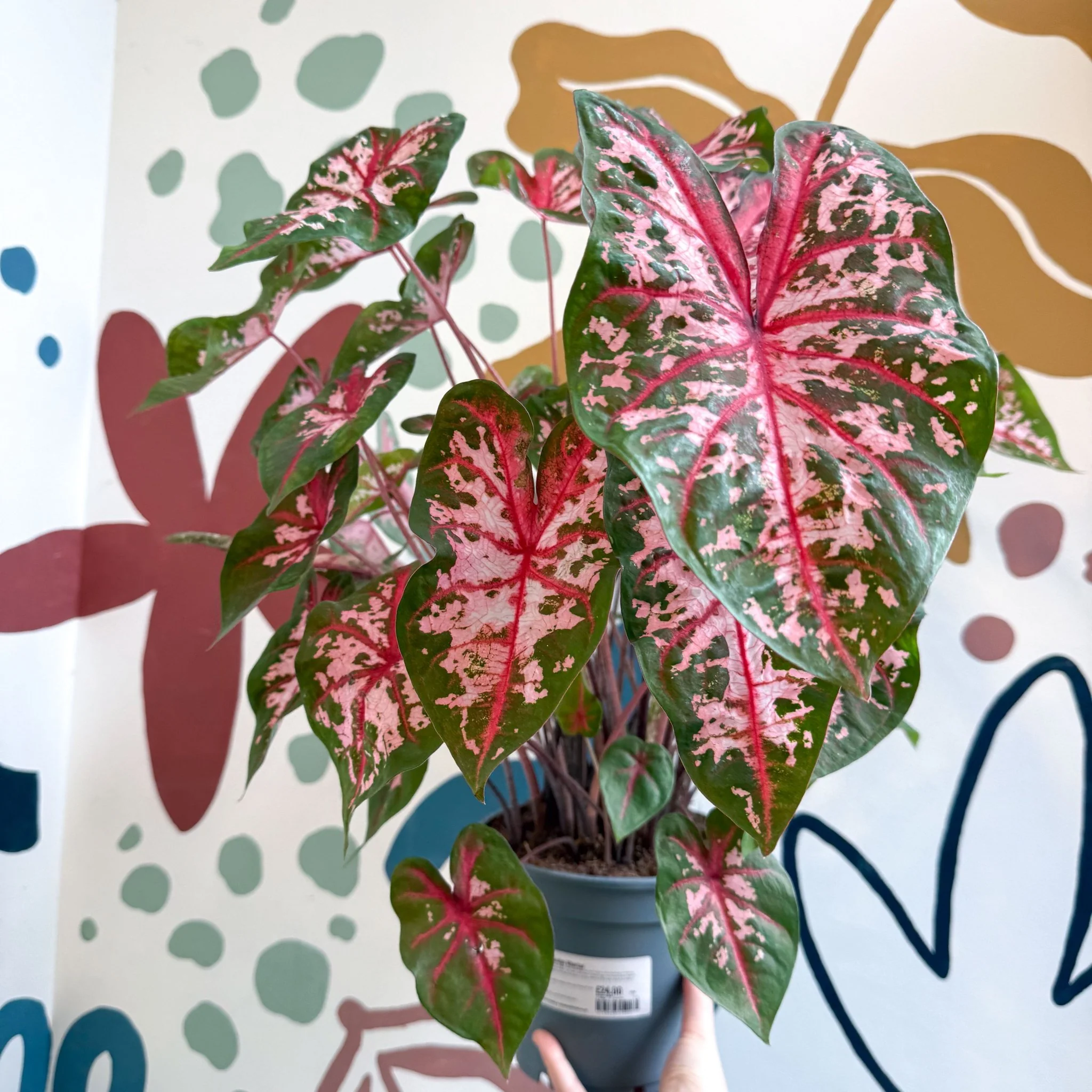 Caladium 'Carolyn Whorton' - Image 11