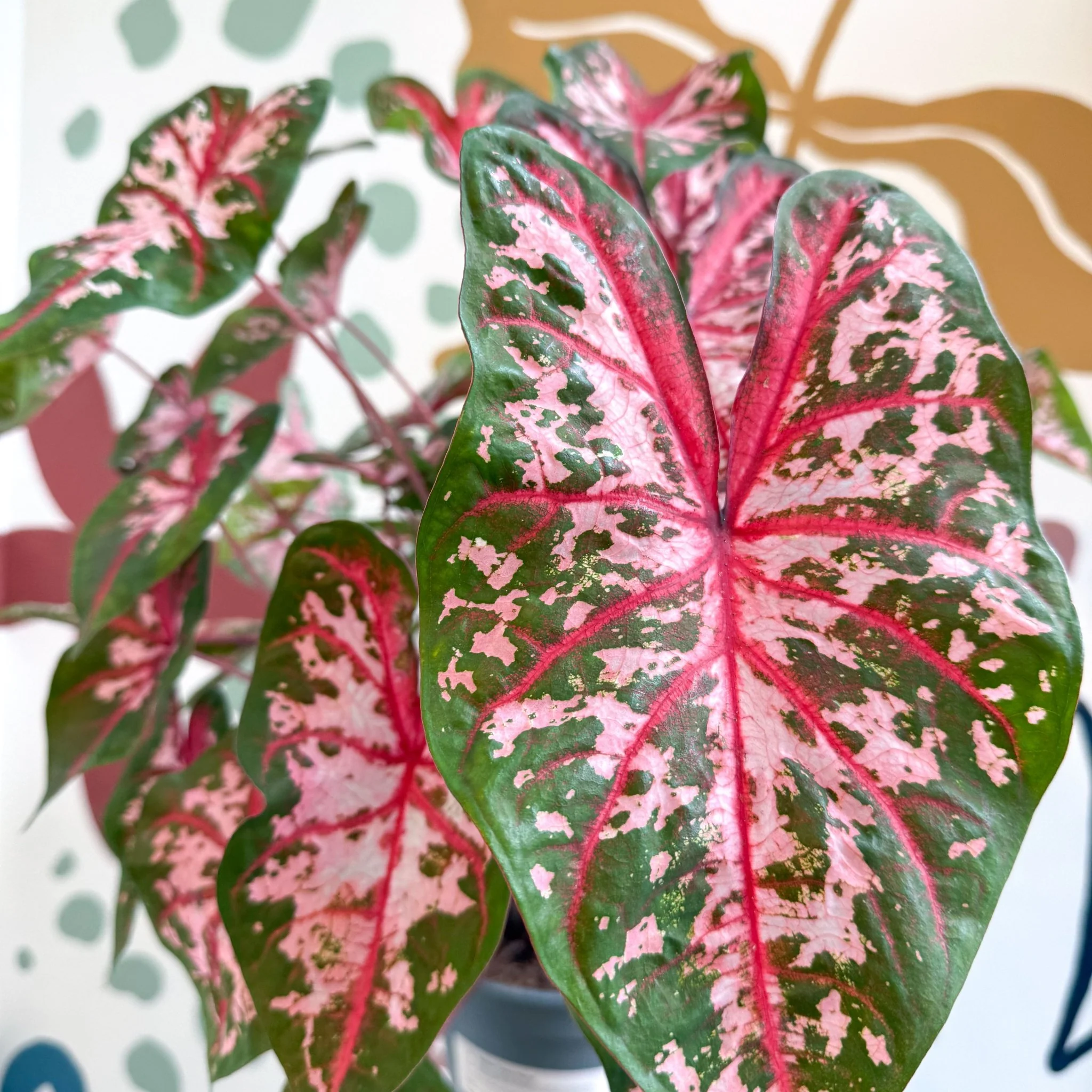 Caladium 'Carolyn Whorton' - Image 12