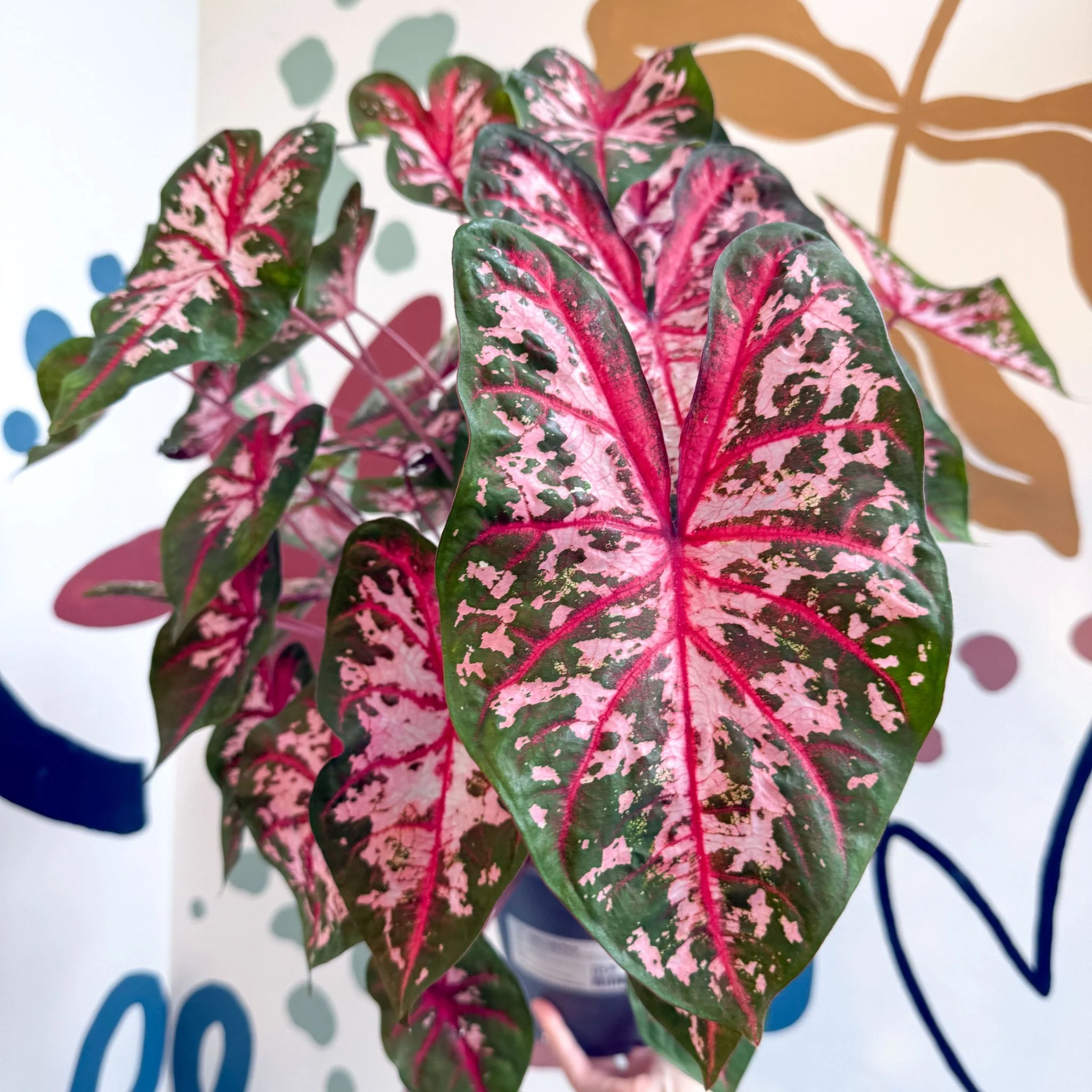 Caladium 'Carolyn Whorton' - Image 13
