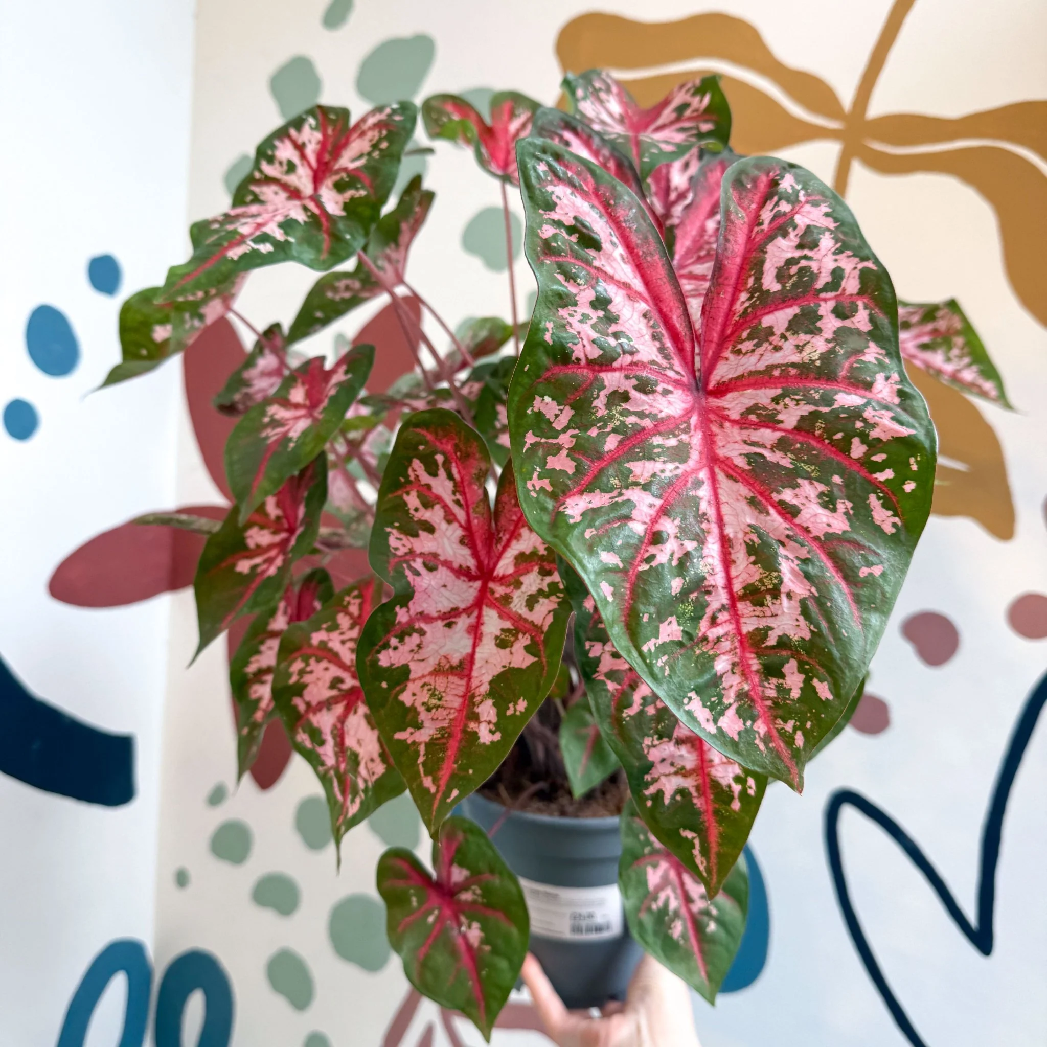 Caladium 'Carolyn Whorton' - Image 14