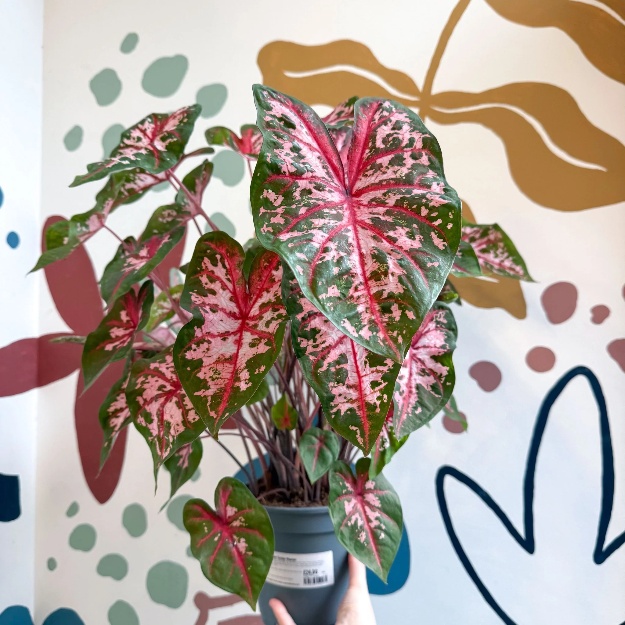 Caladium 'Carolyn Whorton' - Image 15