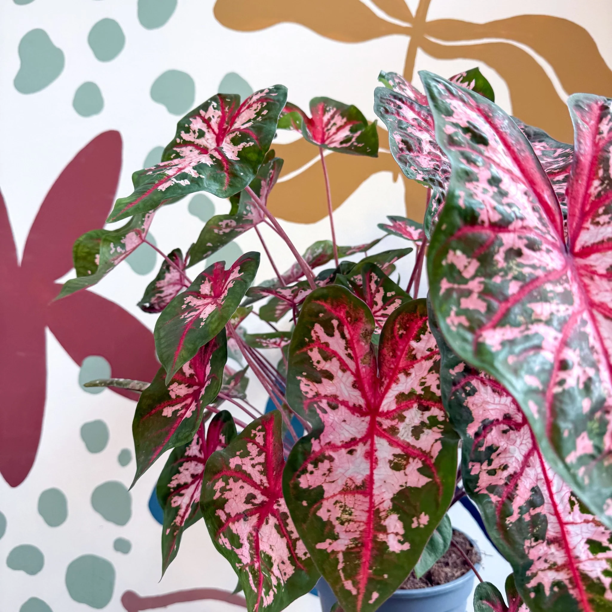 Caladium 'Carolyn Whorton' - Image 16