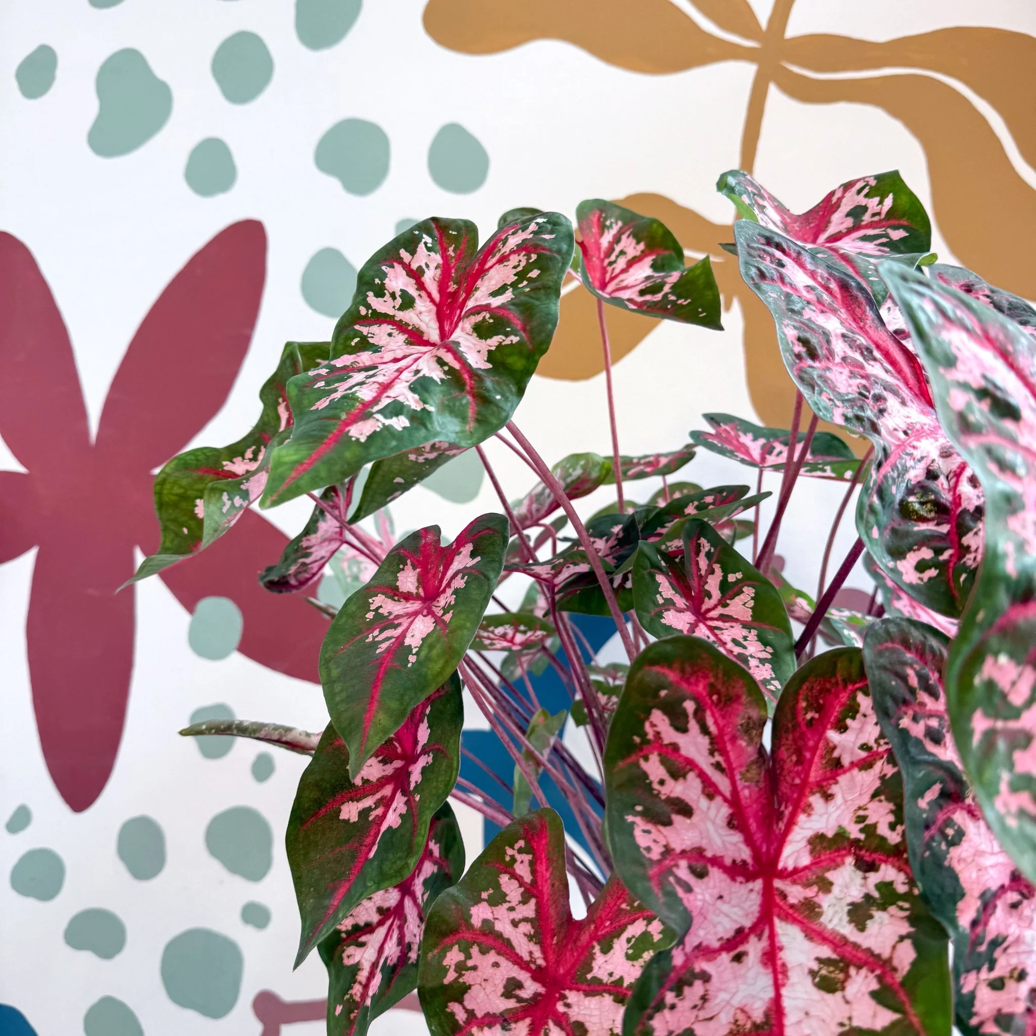 Caladium 'Carolyn Whorton' - Image 17