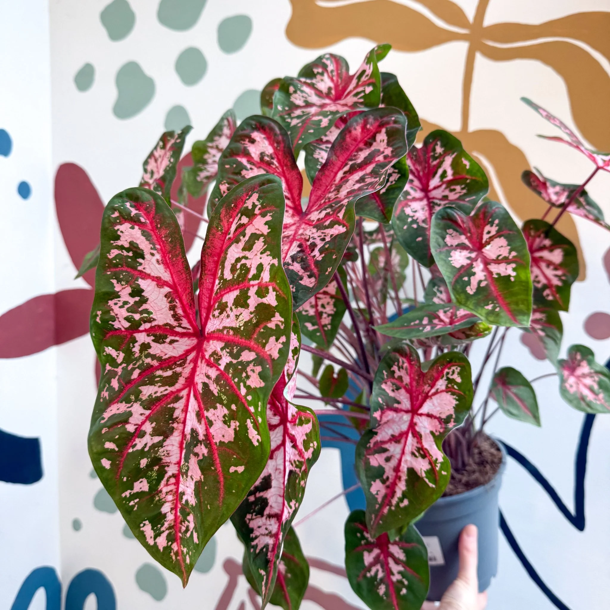 Caladium 'Carolyn Whorton' - Image 18