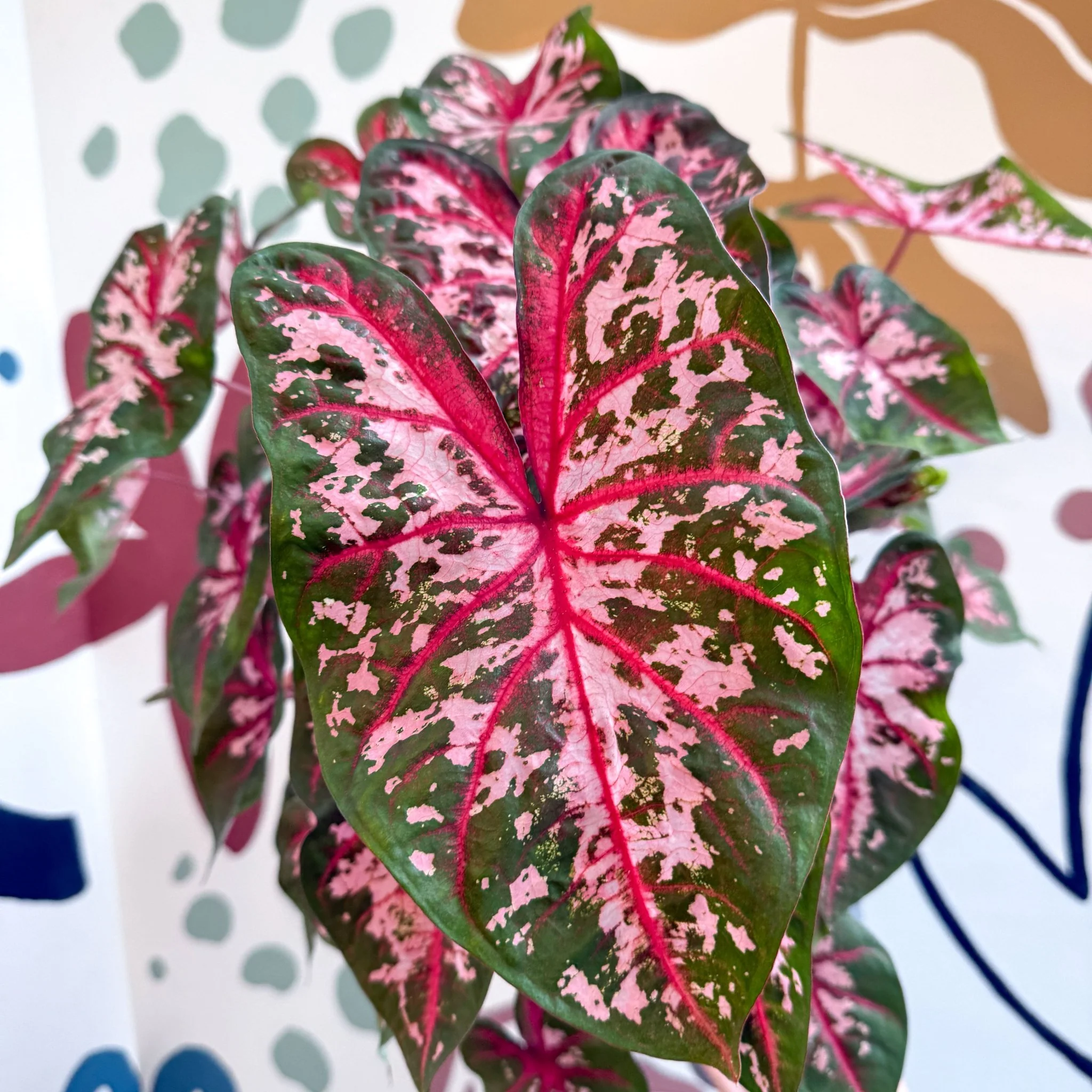 Caladium 'Carolyn Whorton' - Image 19