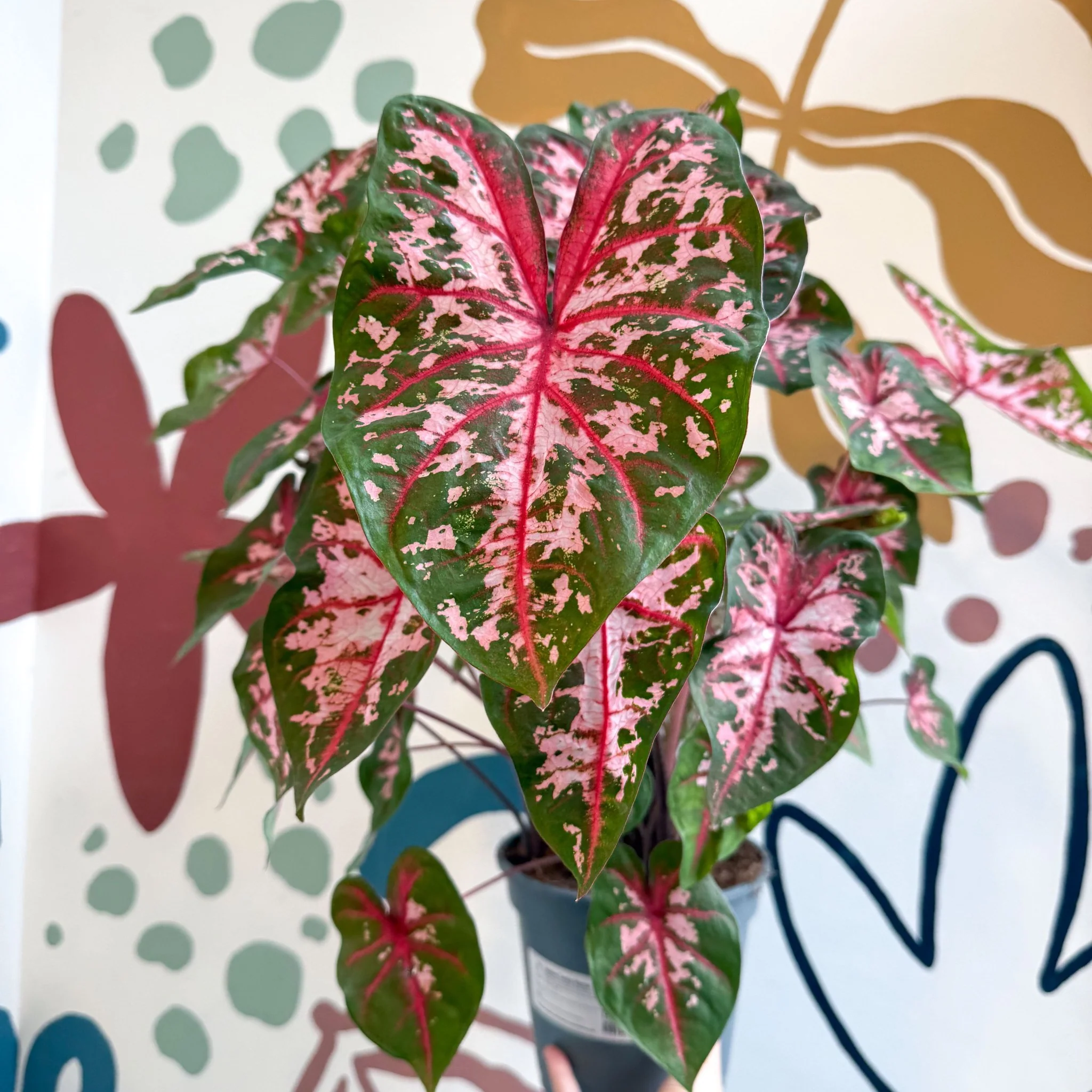 Caladium 'Carolyn Whorton' - Image 20