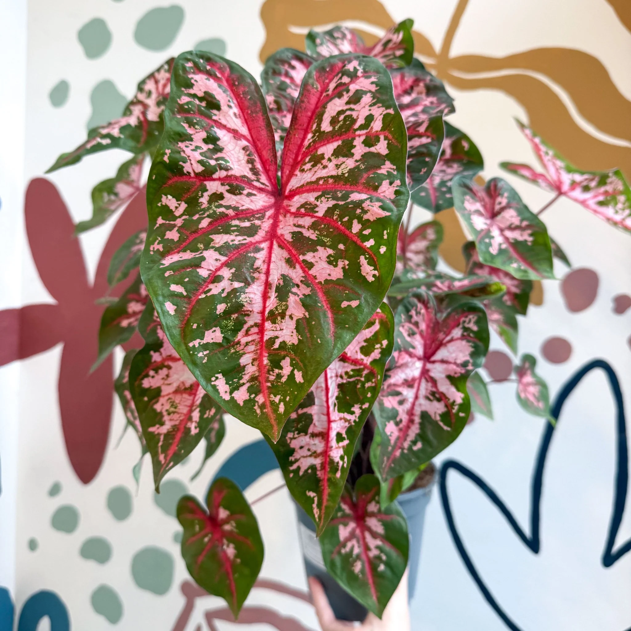 Caladium 'Carolyn Whorton' - Image 21