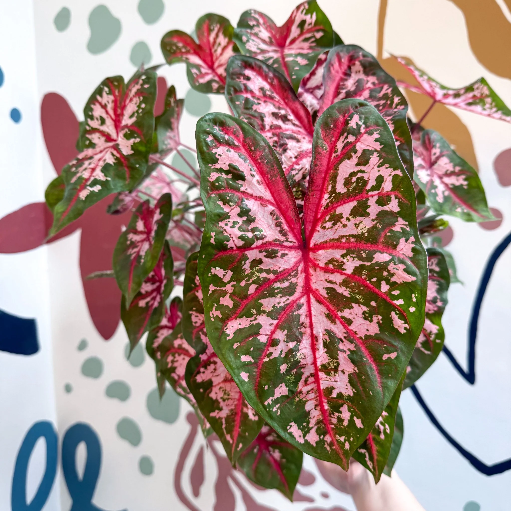 Caladium 'Carolyn Whorton' - Image 22