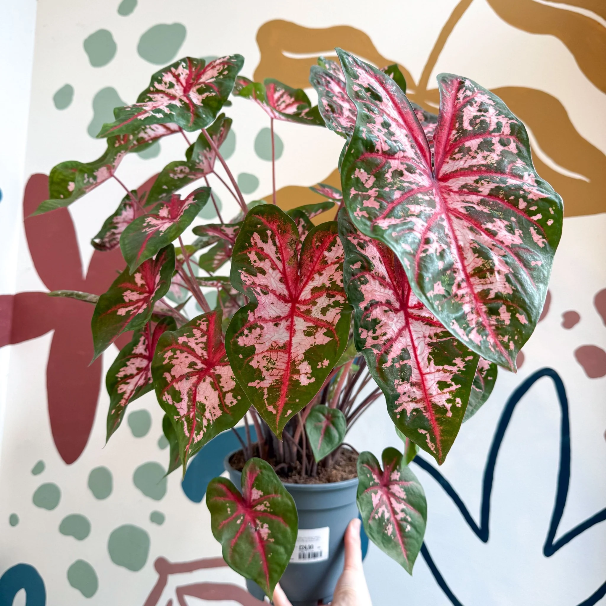 Caladium 'Carolyn Whorton' - Image 23