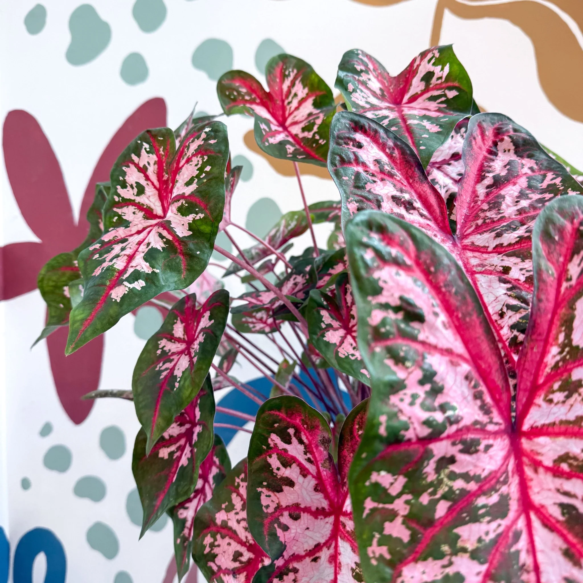 Caladium 'Carolyn Whorton' - Image 24