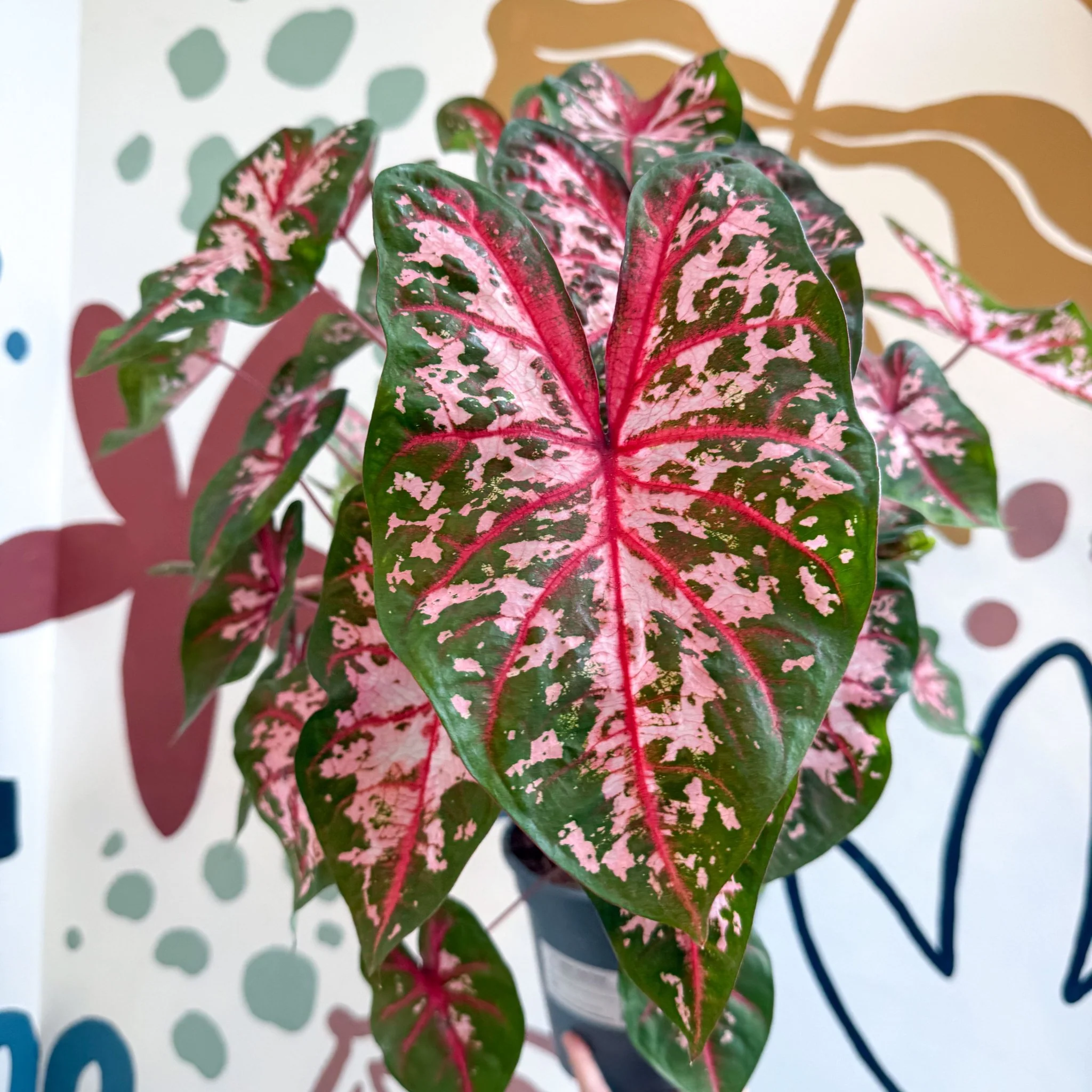 Caladium 'Carolyn Whorton' - Image 25