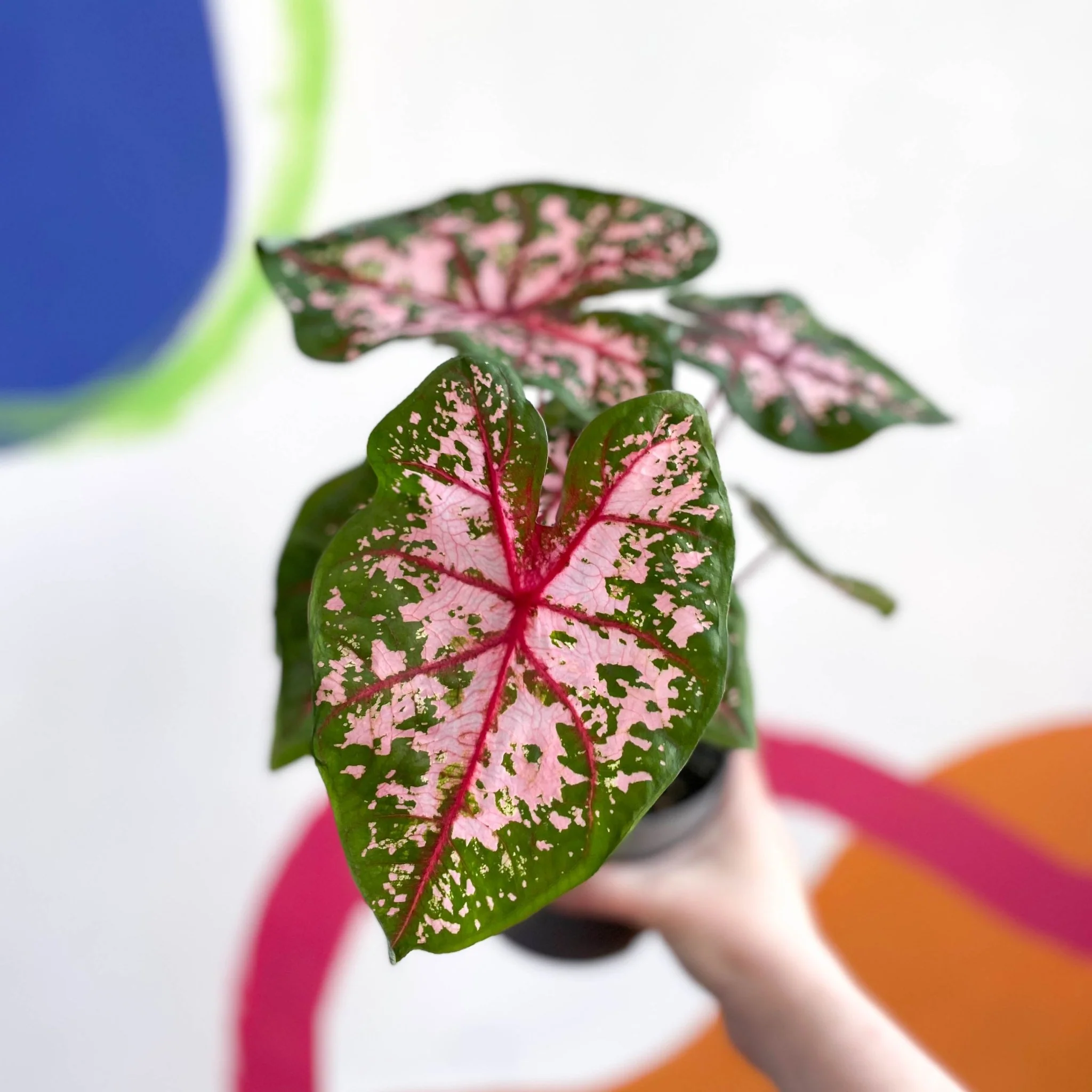 Caladium 'Carolyn Whorton' - Image 3