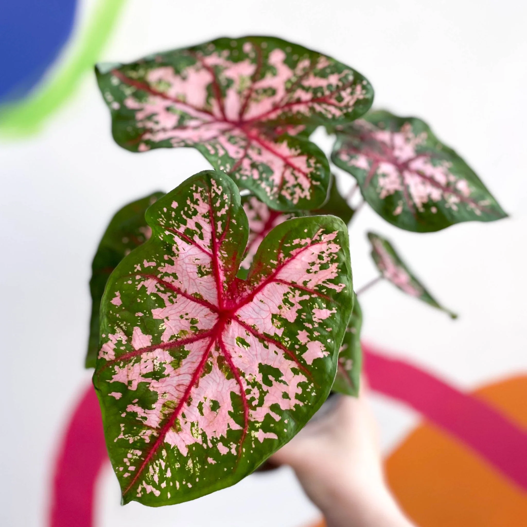 Caladium 'Carolyn Whorton' - Image 4