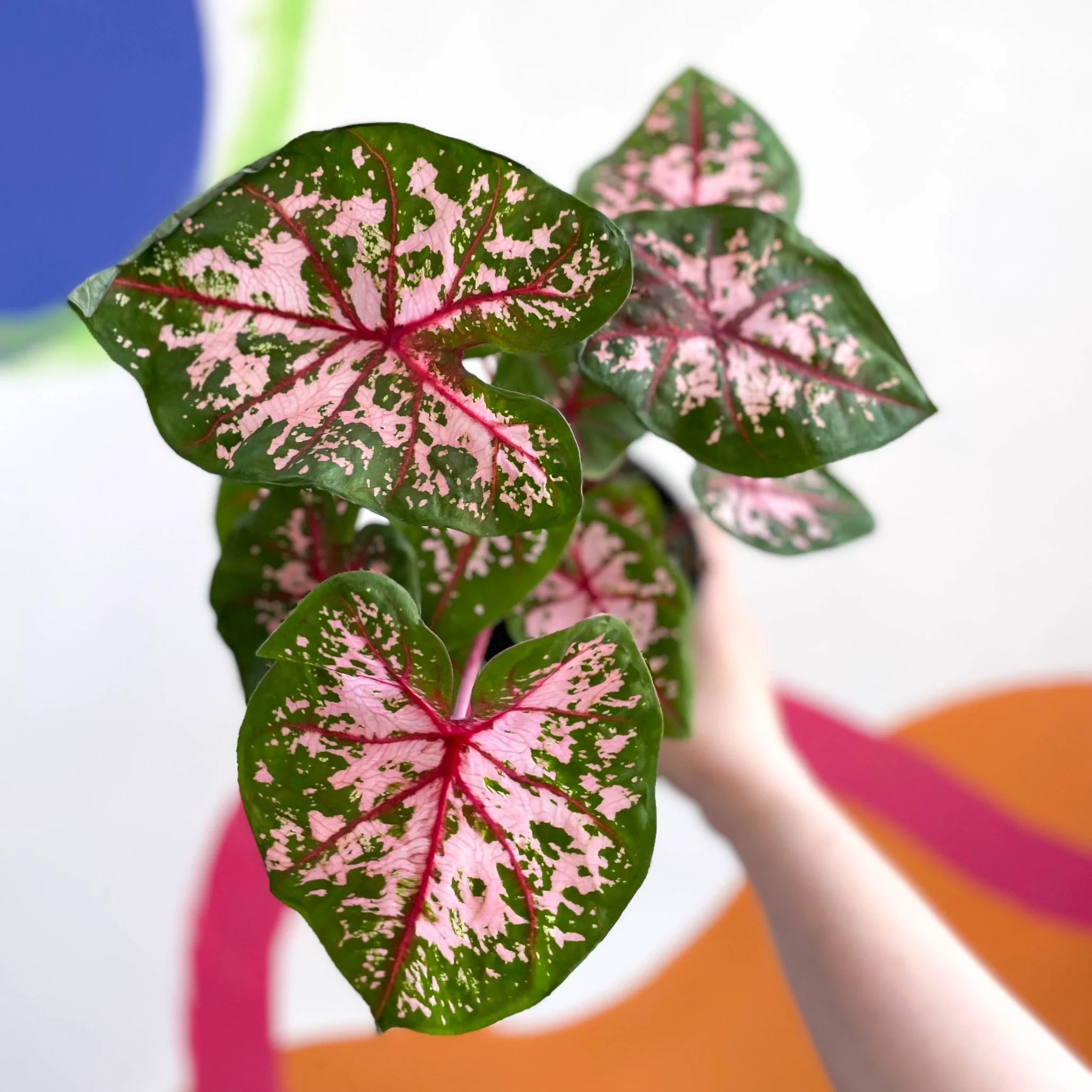 Caladium 'Carolyn Whorton' - Image 5
