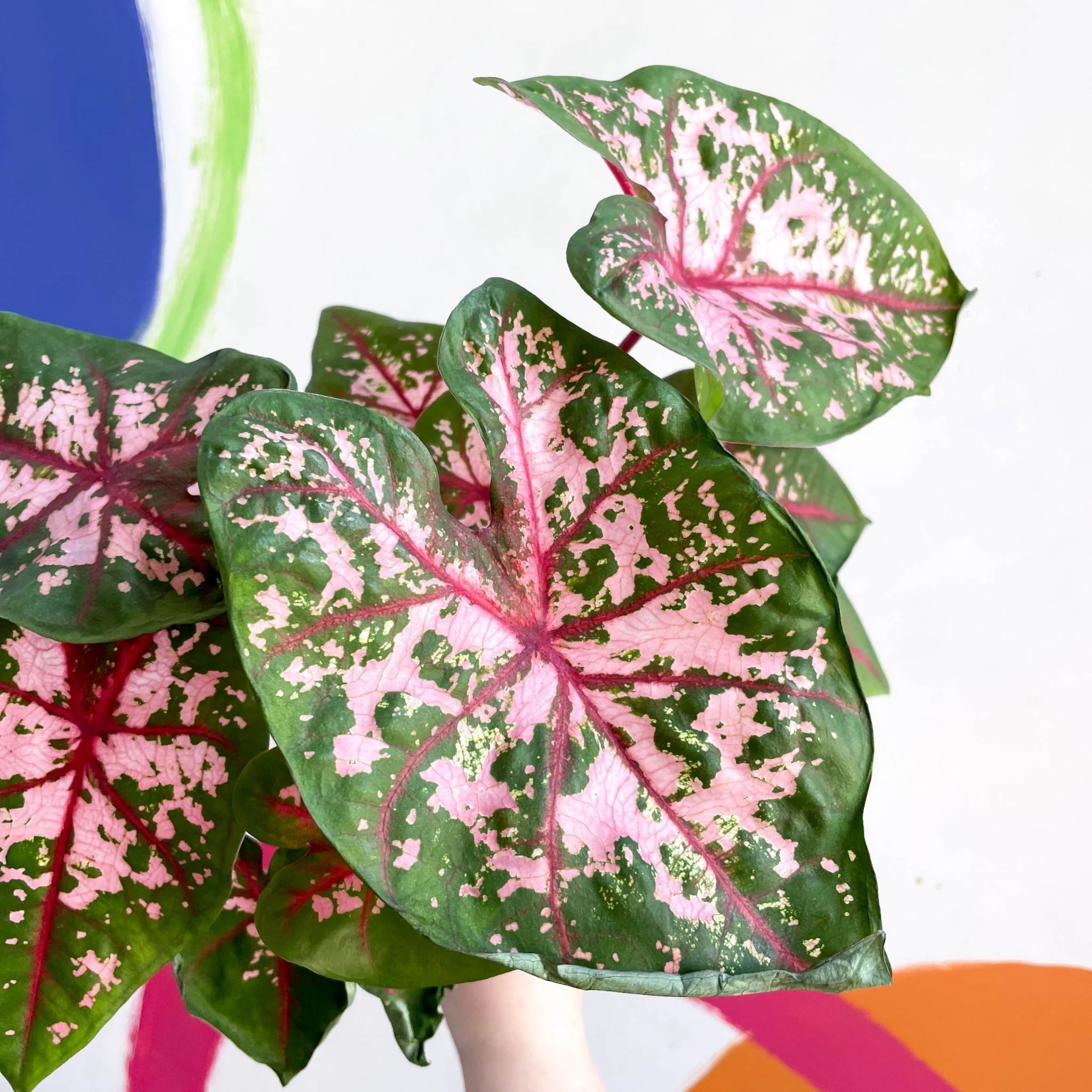 Caladium 'Carolyn Whorton' - Image 6