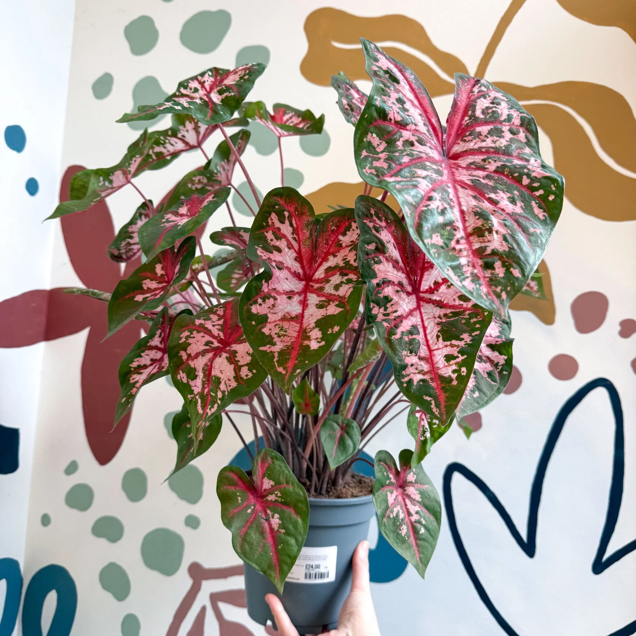 Caladium 'Carolyn Whorton' - Image 7