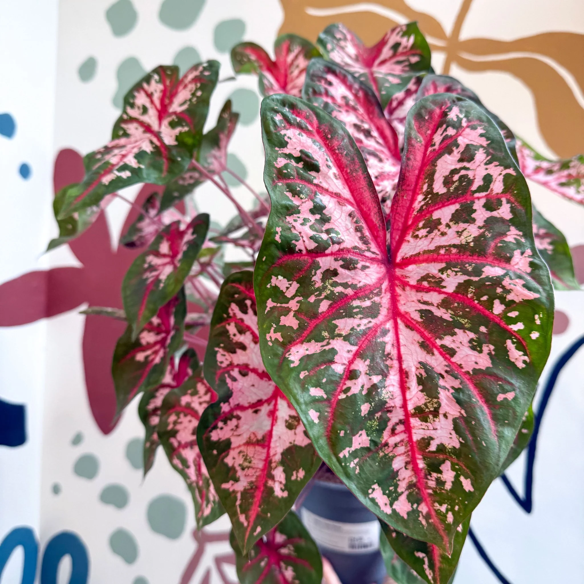 Caladium 'Carolyn Whorton' - Image 8
