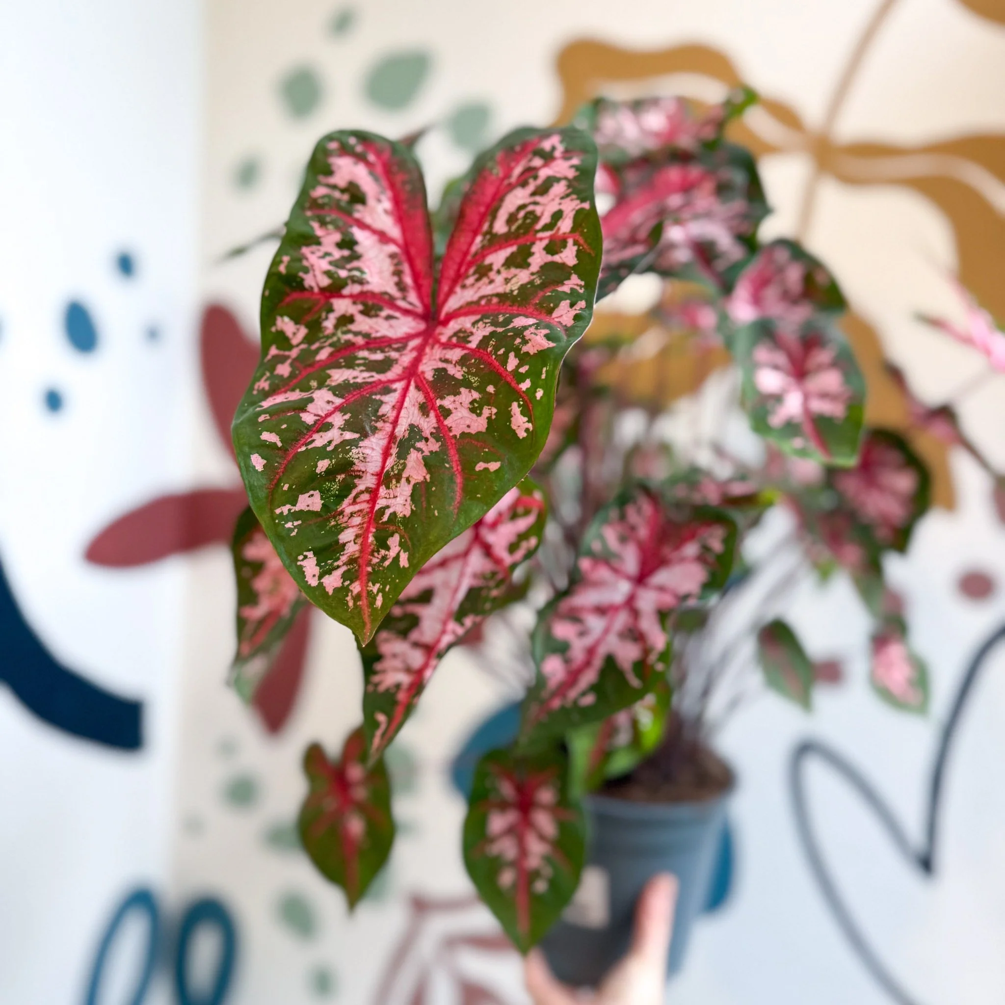 Caladium 'Carolyn Whorton' - Image 9