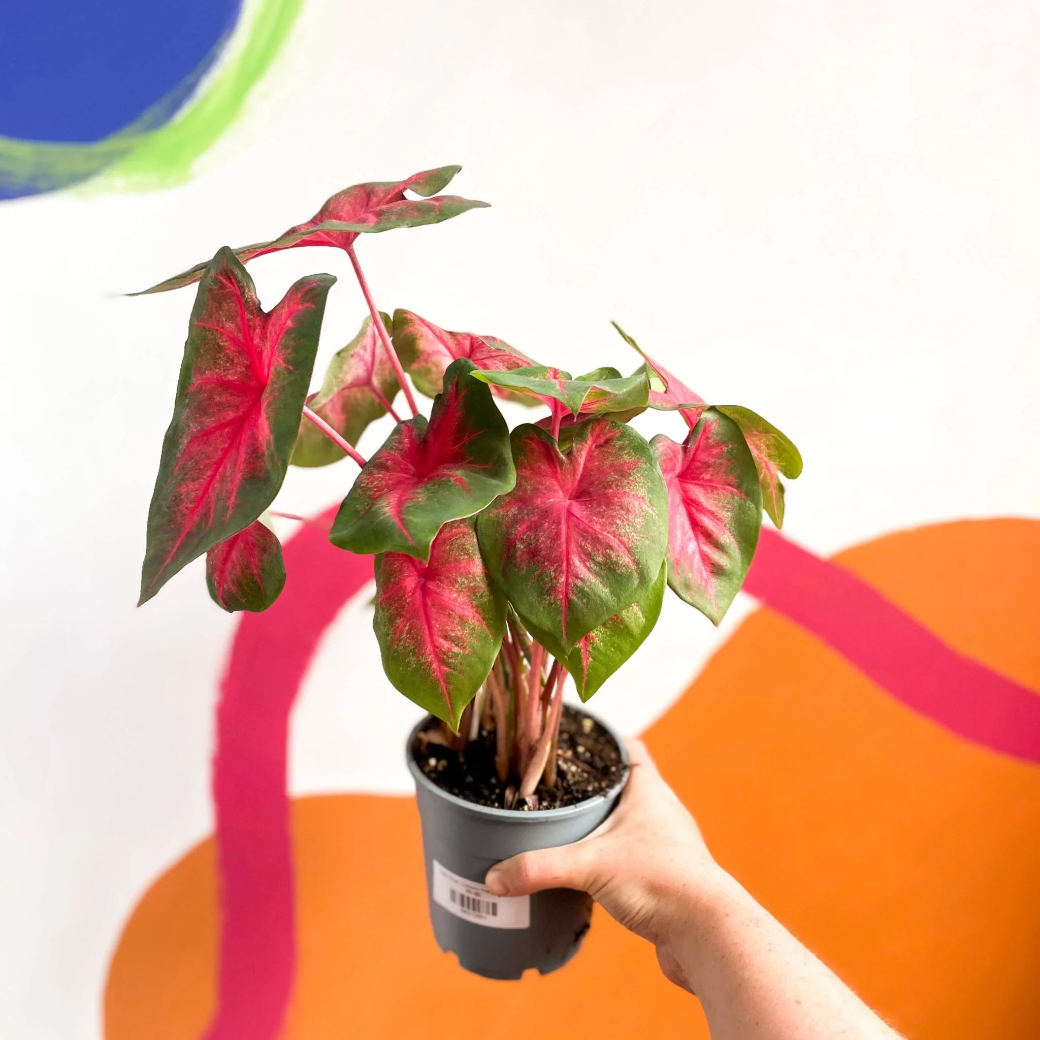Caladium 'Postman Joyner'