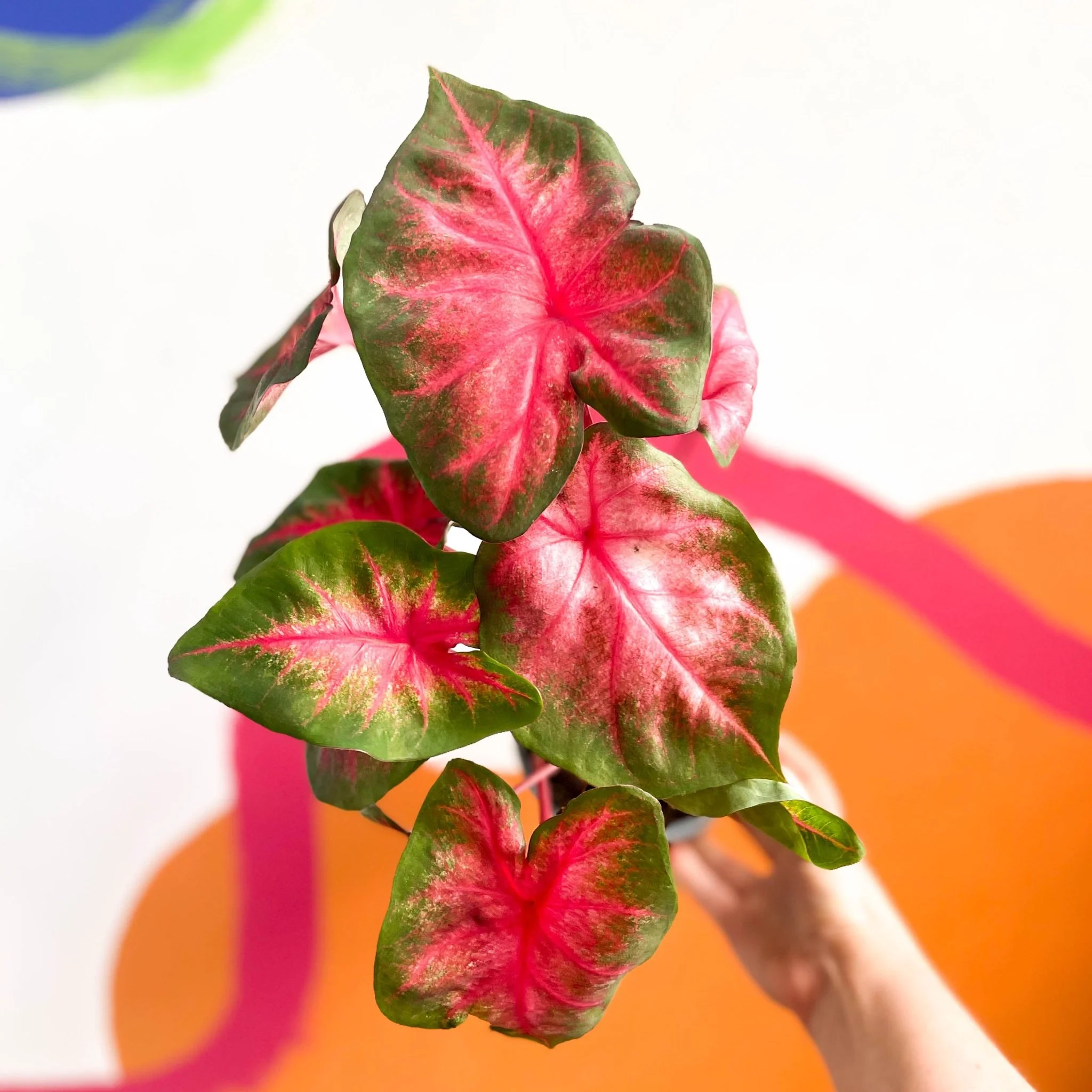Caladium 'Postman Joyner' - Image 2