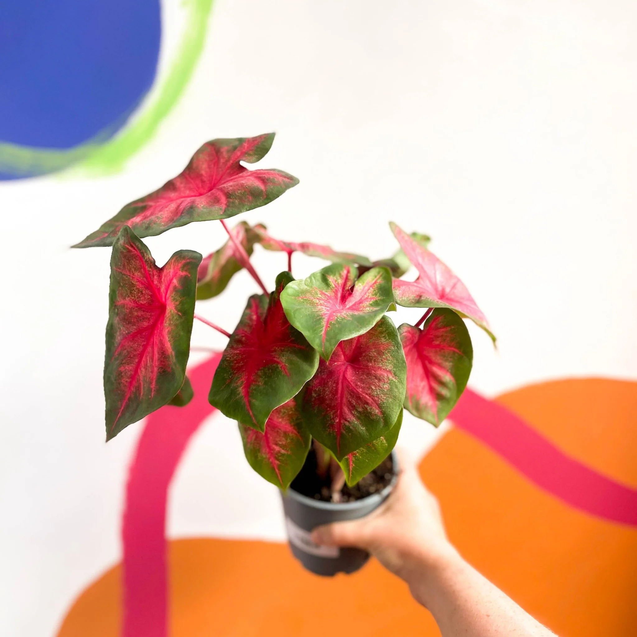 Caladium 'Postman Joyner' - Image 3