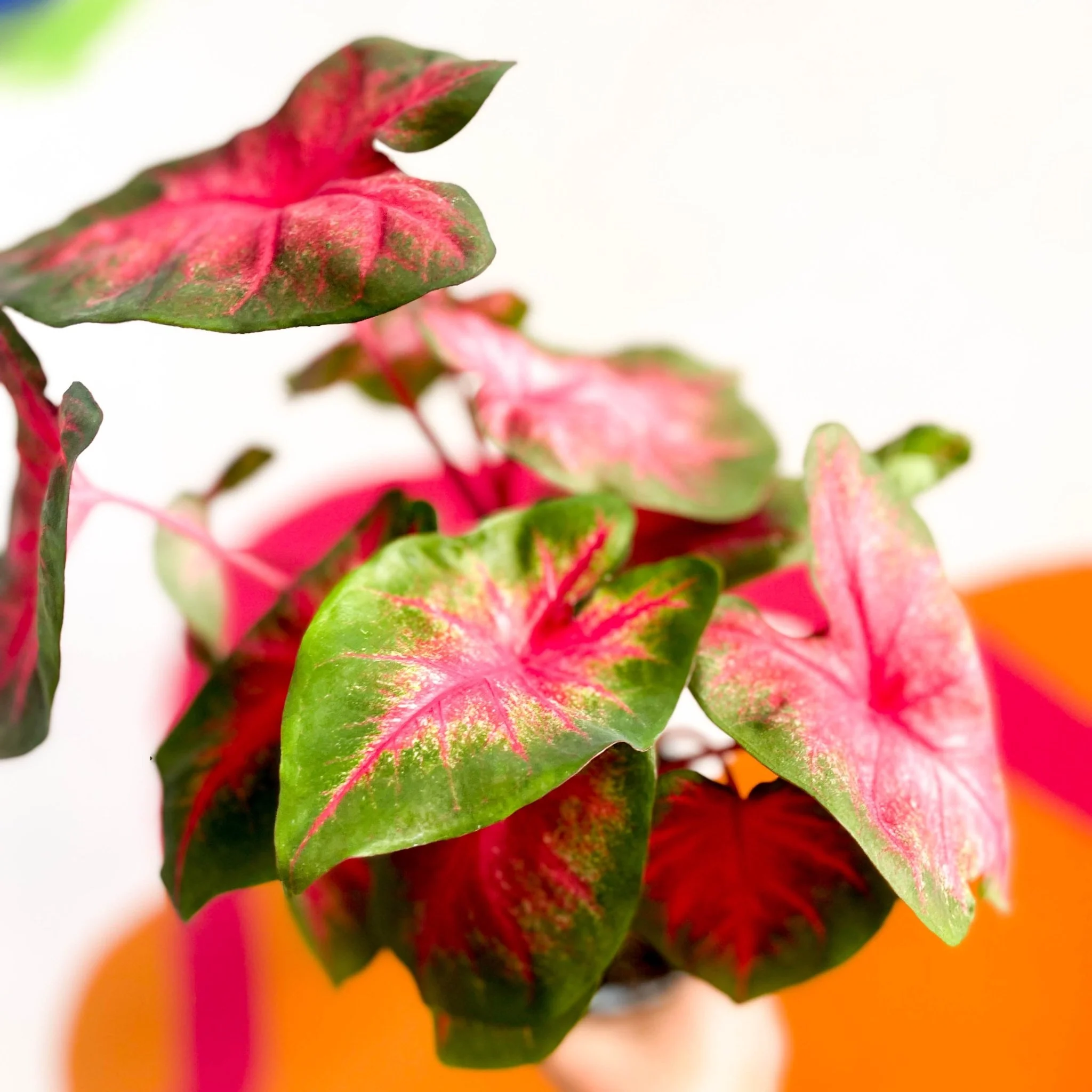 Caladium 'Postman Joyner' - Image 4