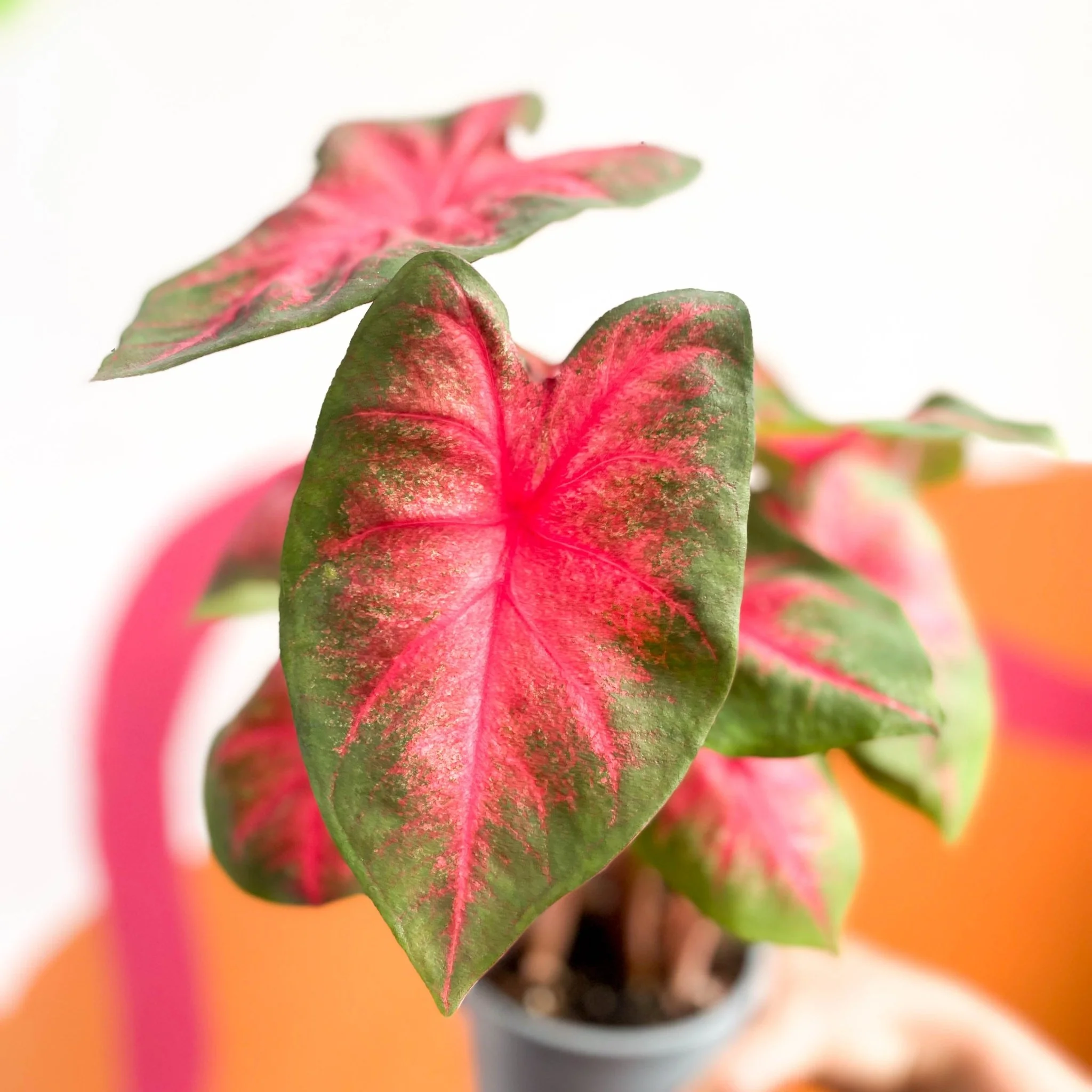 Caladium 'Postman Joyner' - Image 5