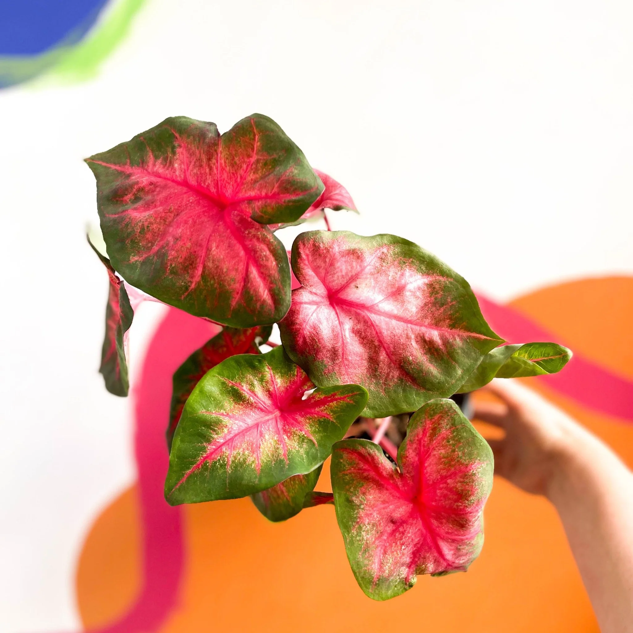 Caladium 'Postman Joyner' - Image 6