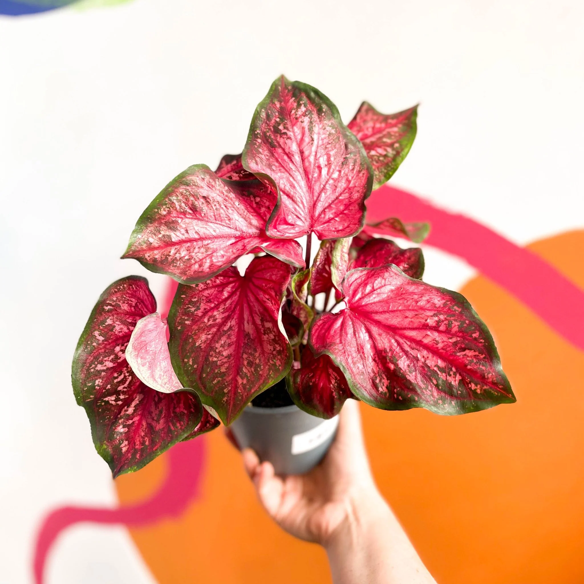 Caladium 'Scarlet Flame'
