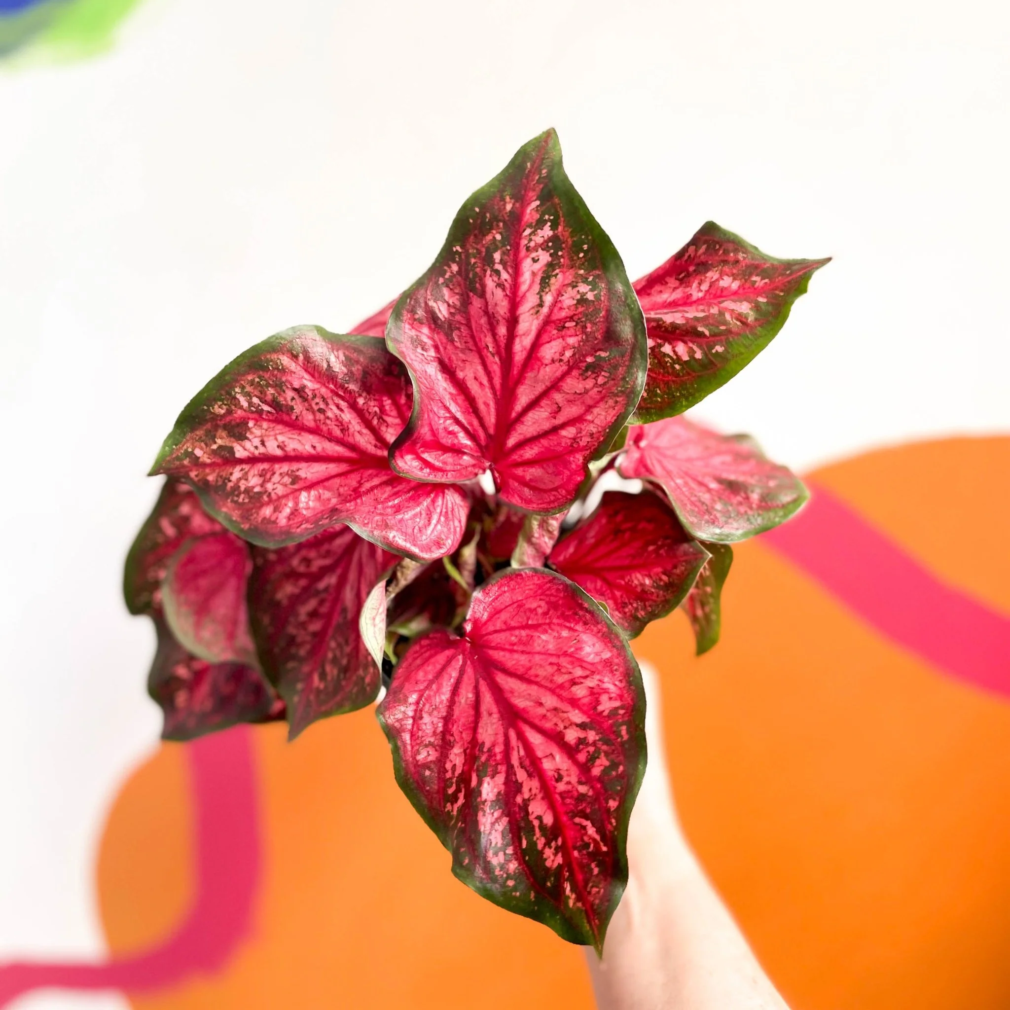 Caladium 'Scarlet Flame' - Image 2