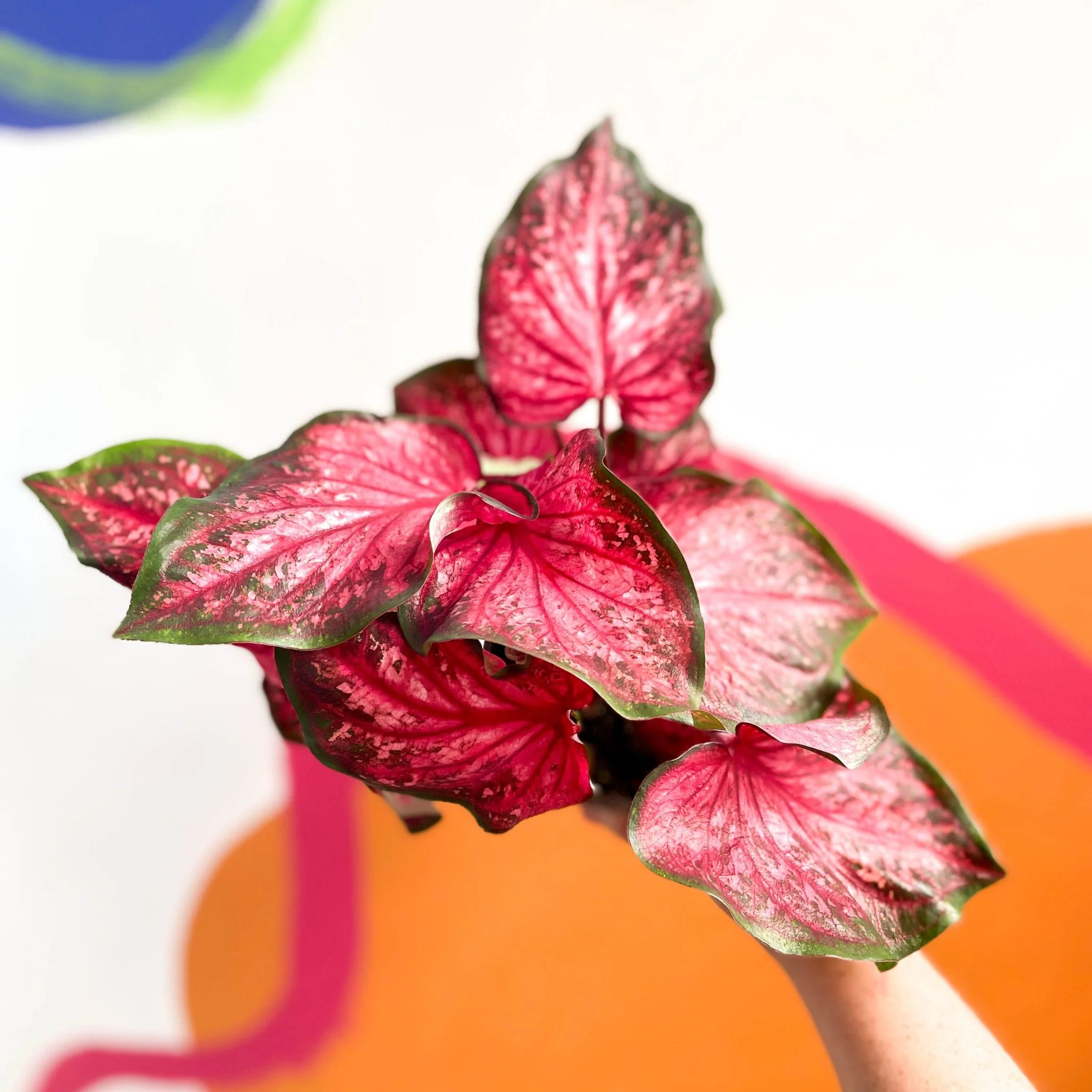 Caladium 'Scarlet Flame' - Image 3