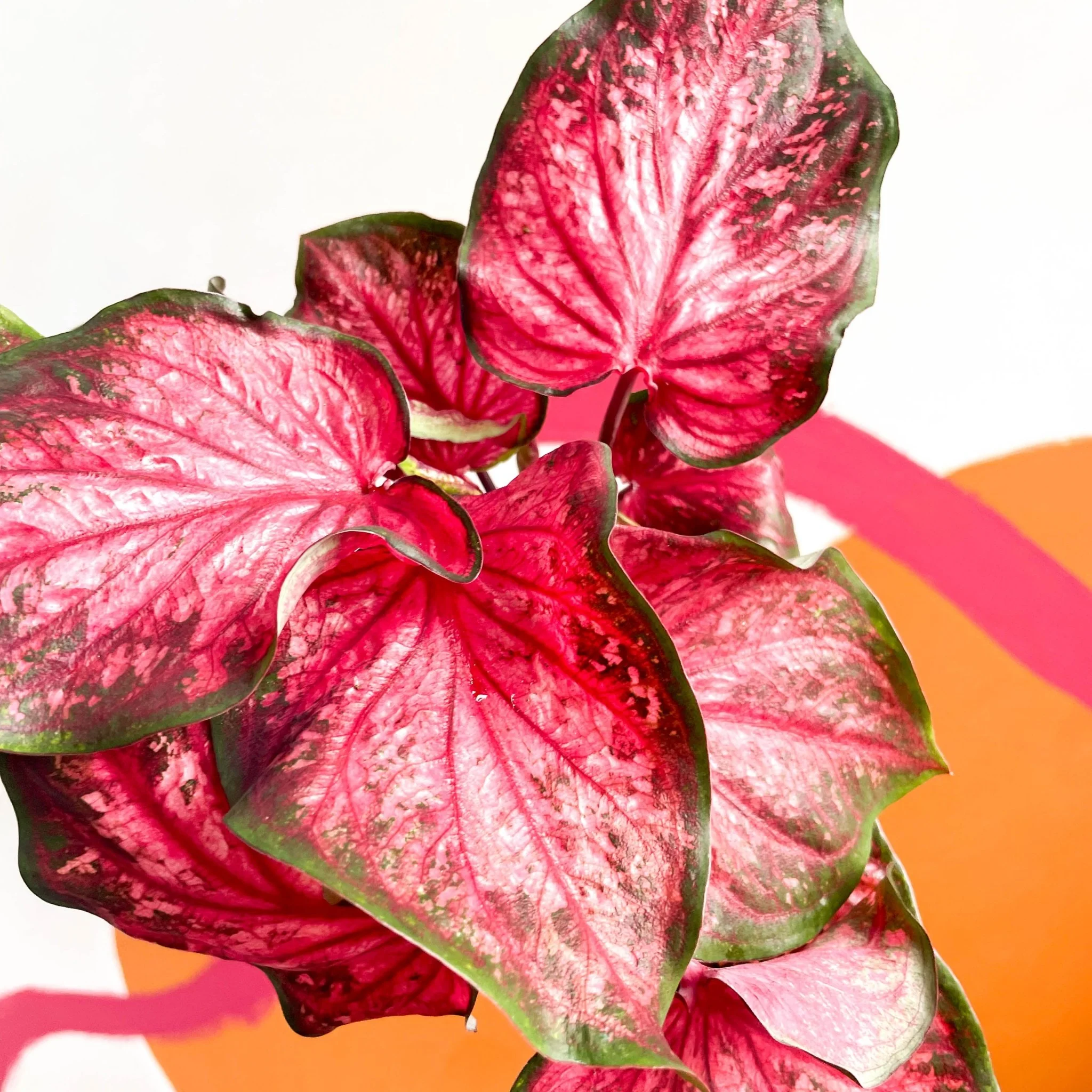 Caladium 'Scarlet Flame' - Image 4