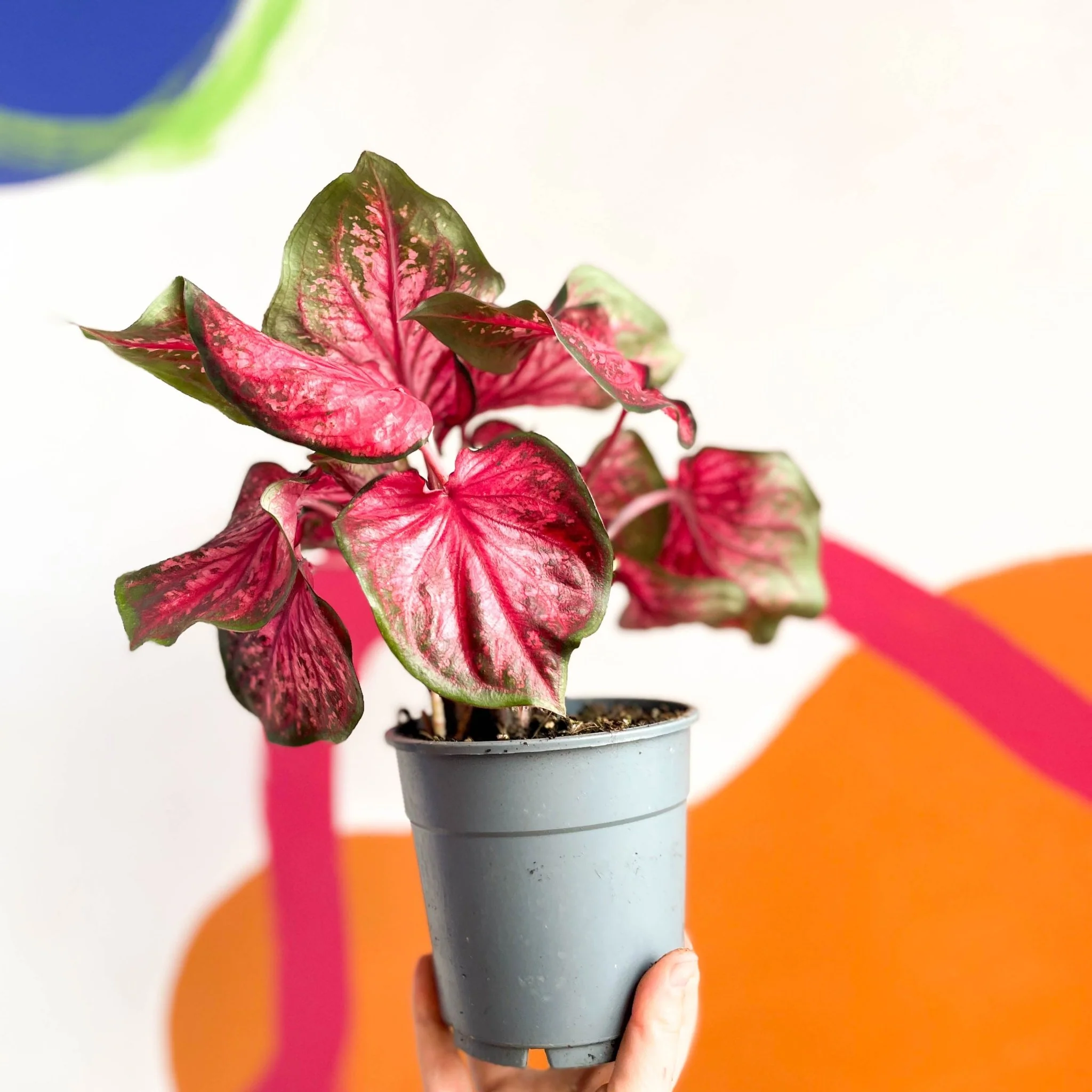 Caladium 'Scarlet Flame' - Image 5