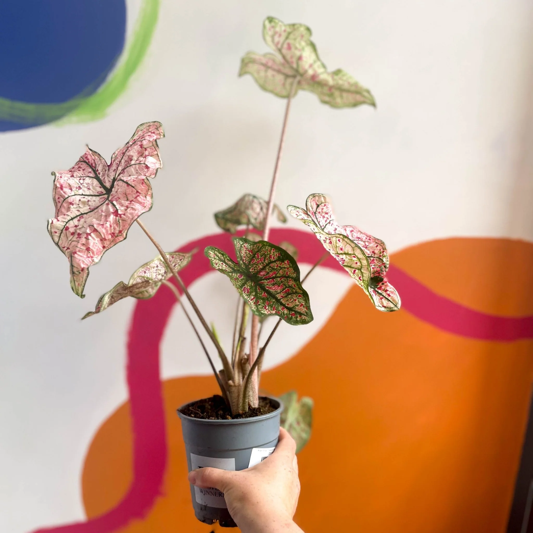 Caladium 'Splash of Wine'