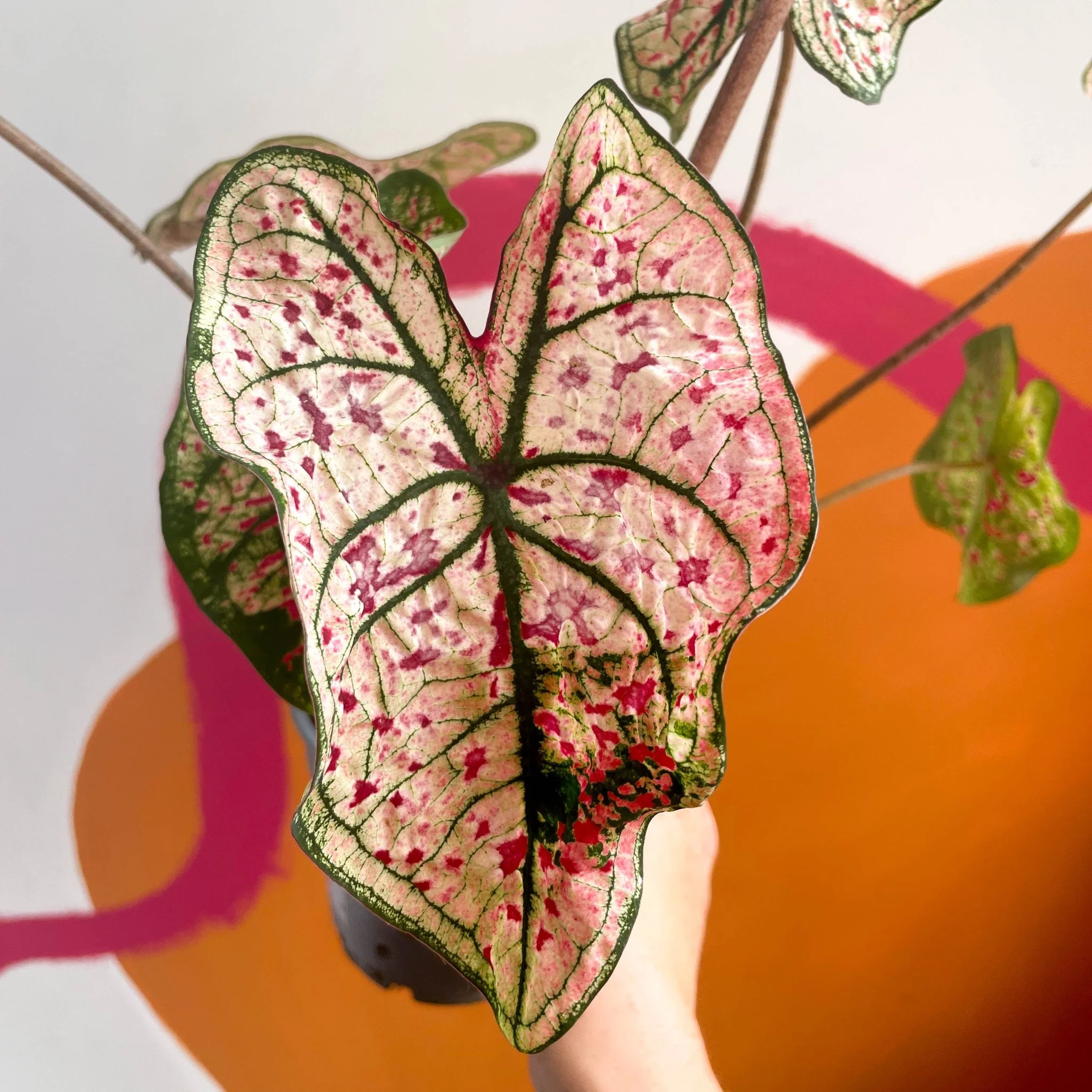Caladium 'Splash of Wine' - Image 2
