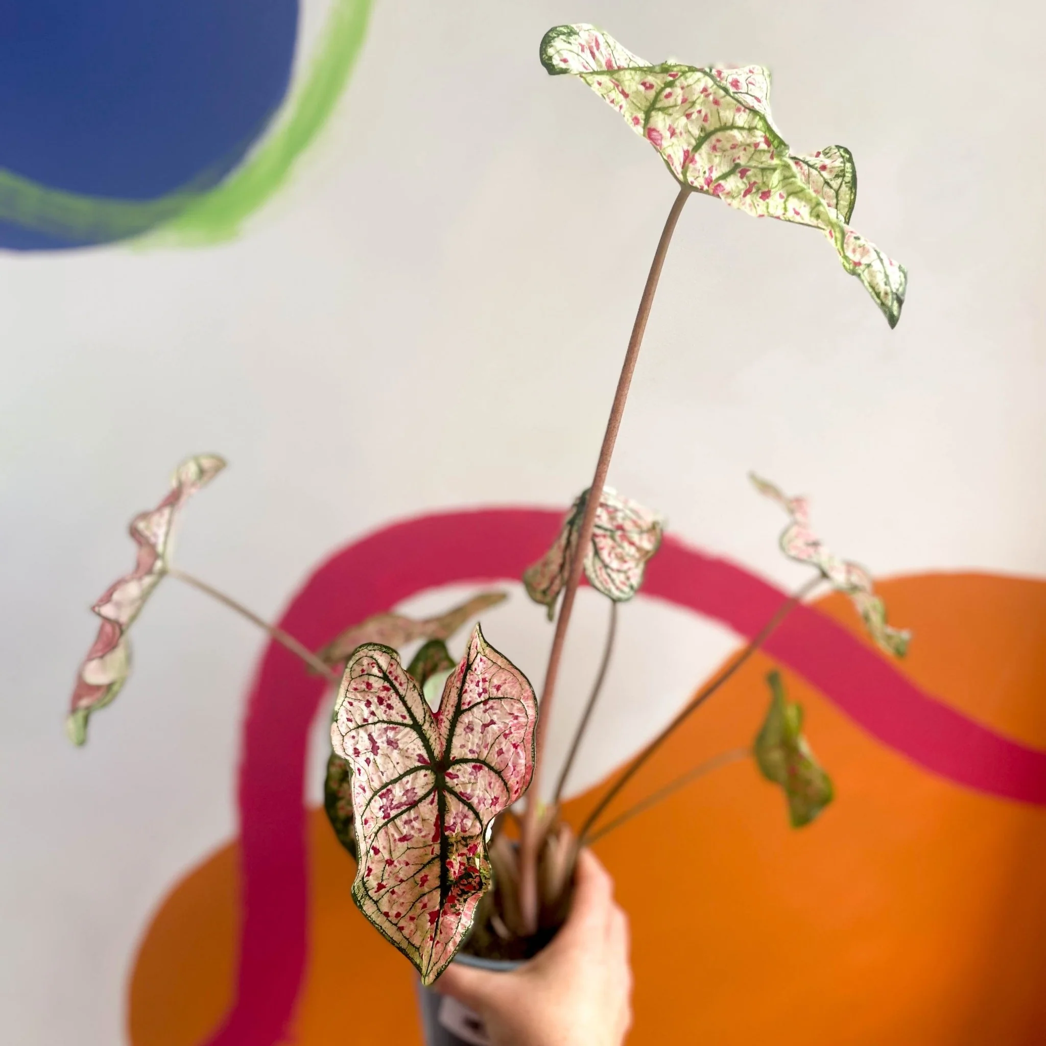Caladium 'Splash of Wine' - Image 3