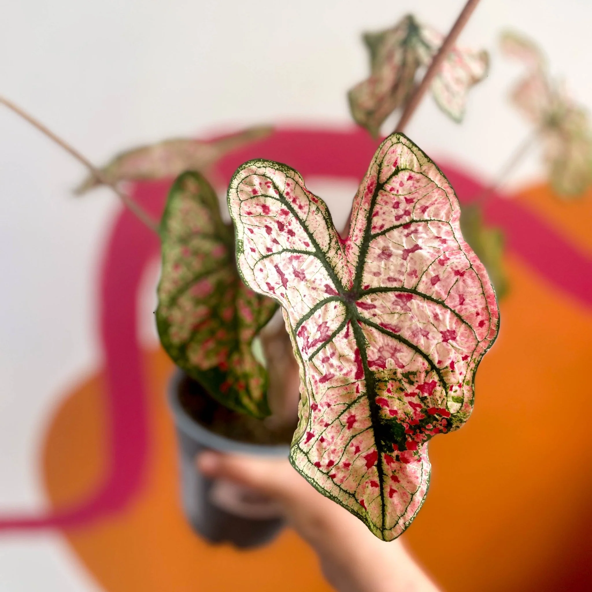 Caladium 'Splash of Wine' - Image 4