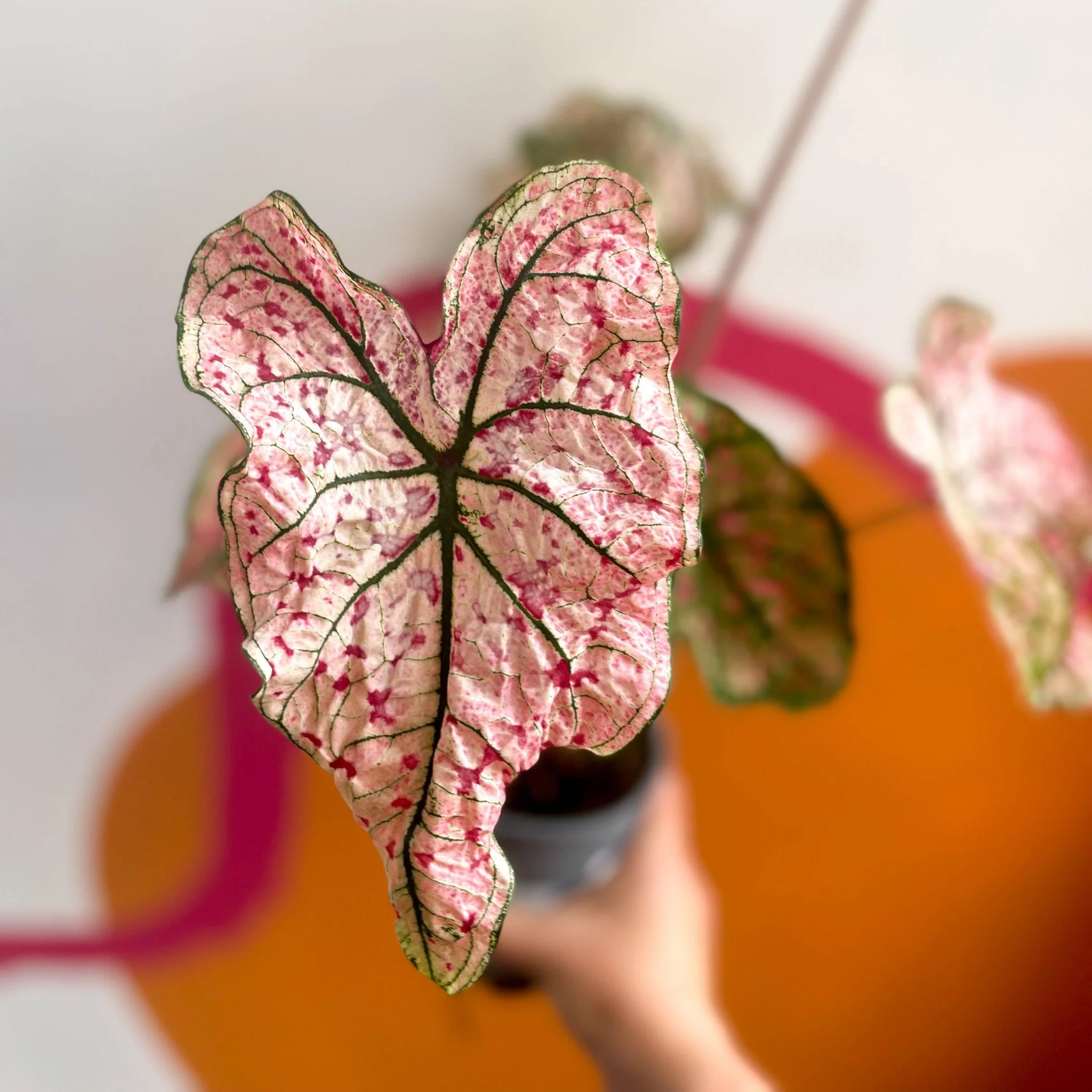 Caladium 'Splash of Wine' - Image 5