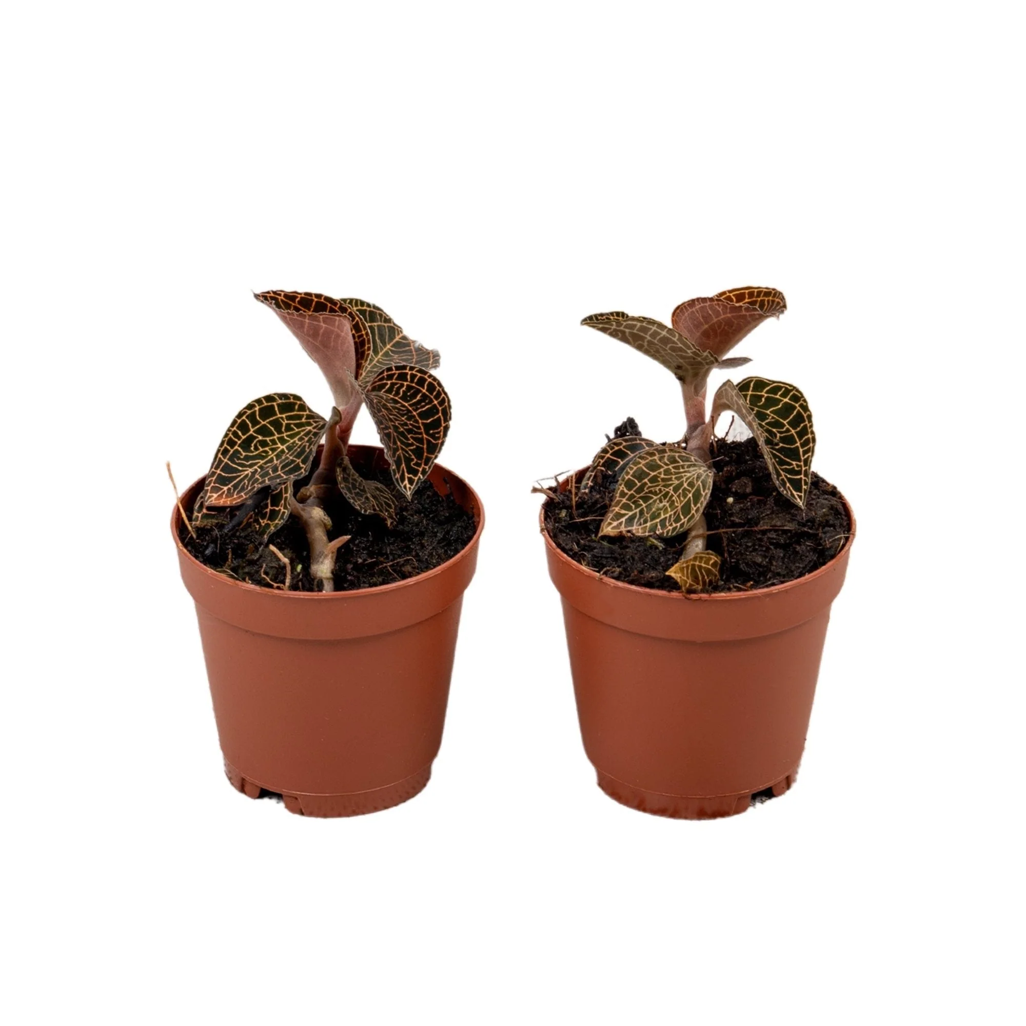 Anoectochilus roxburgii 'Firebird' - Jewel Orchid