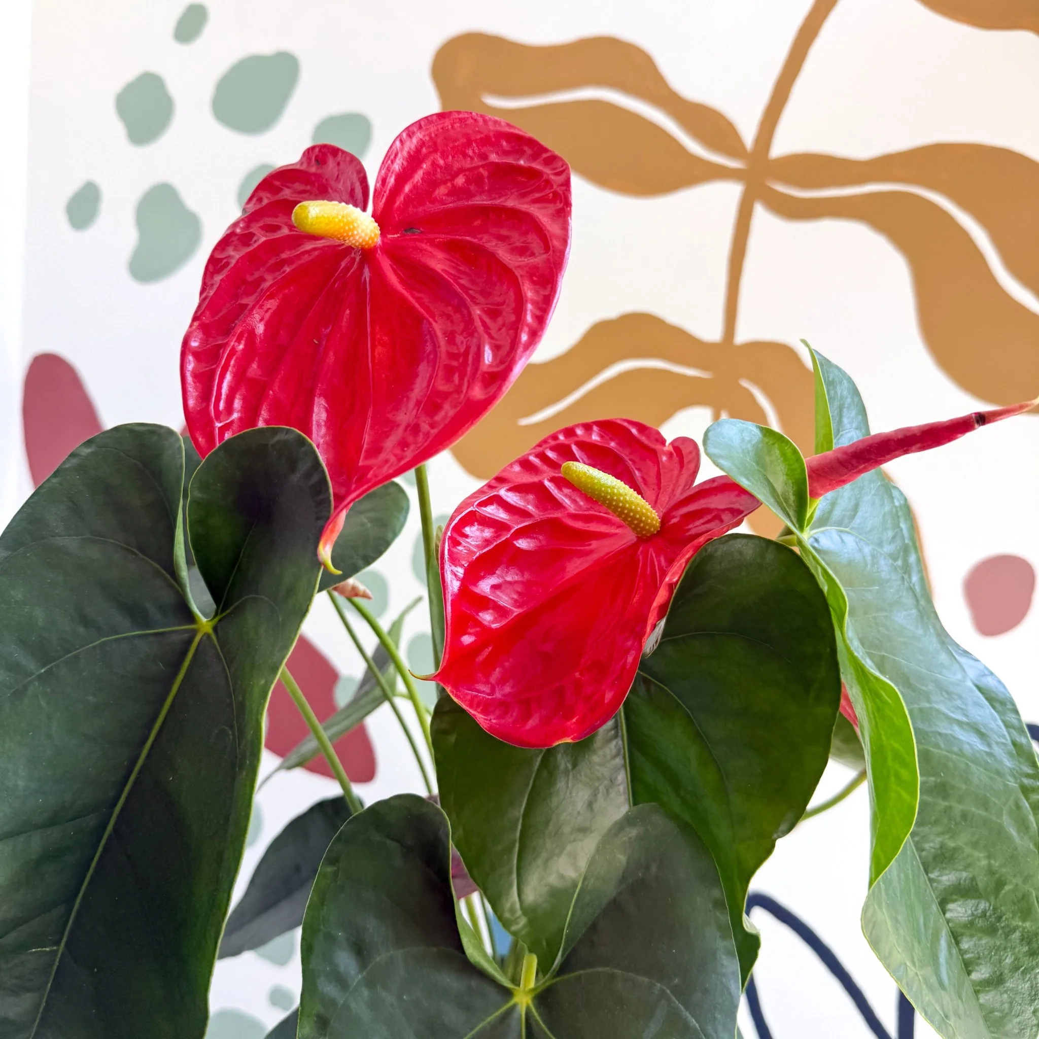 Anthurium andraeanum 'Arebo' - Red Flamingo Flower