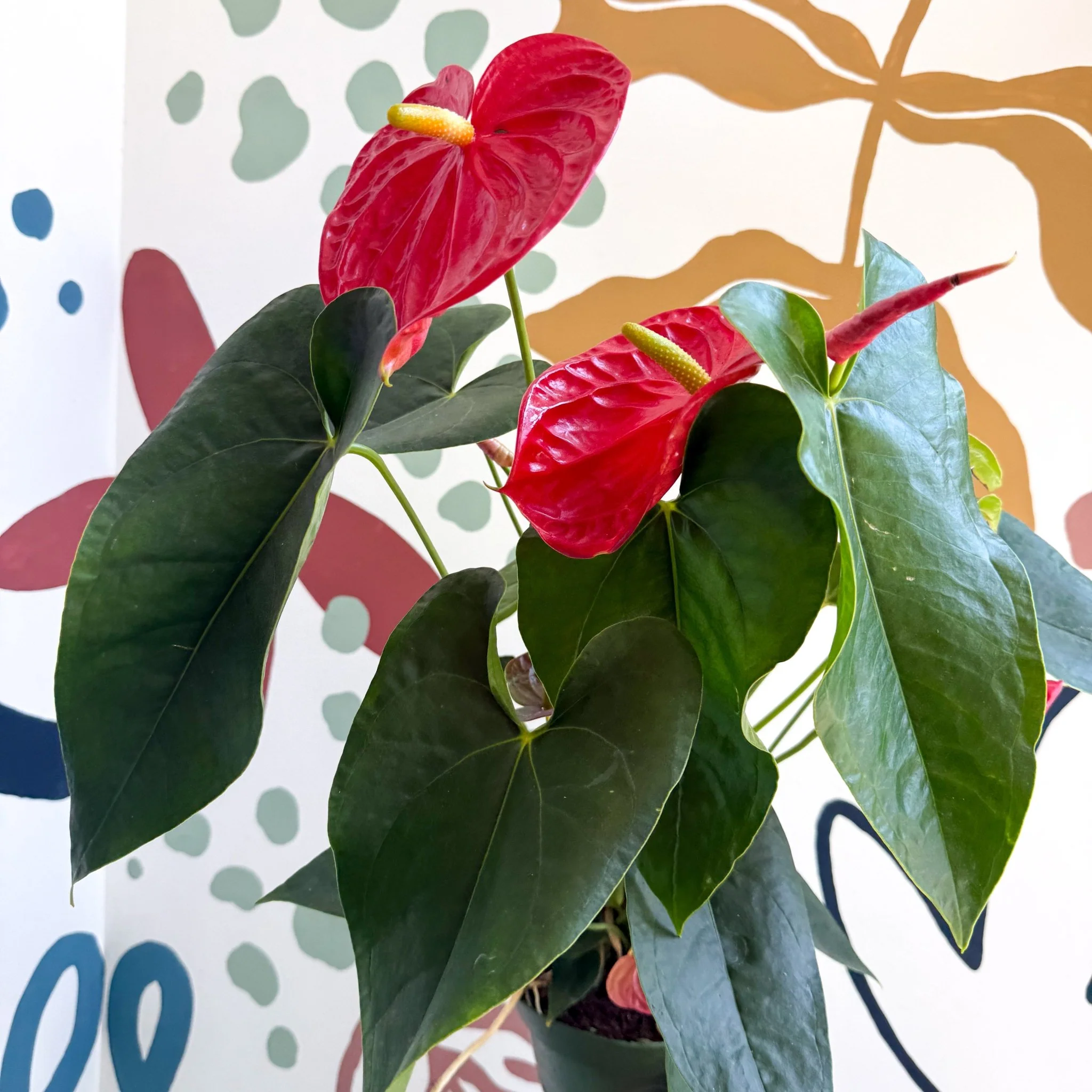 Anthurium andraeanum 'Arebo' - Red Flamingo Flower - Image 2