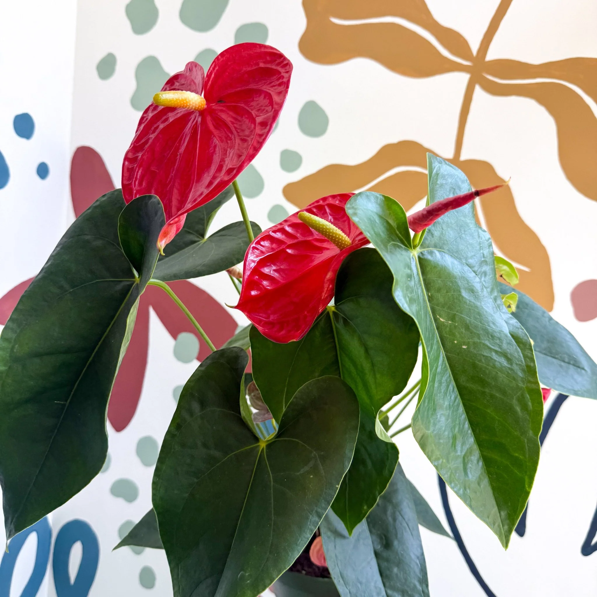 Anthurium andraeanum 'Arebo' - Red Flamingo Flower - Image 3