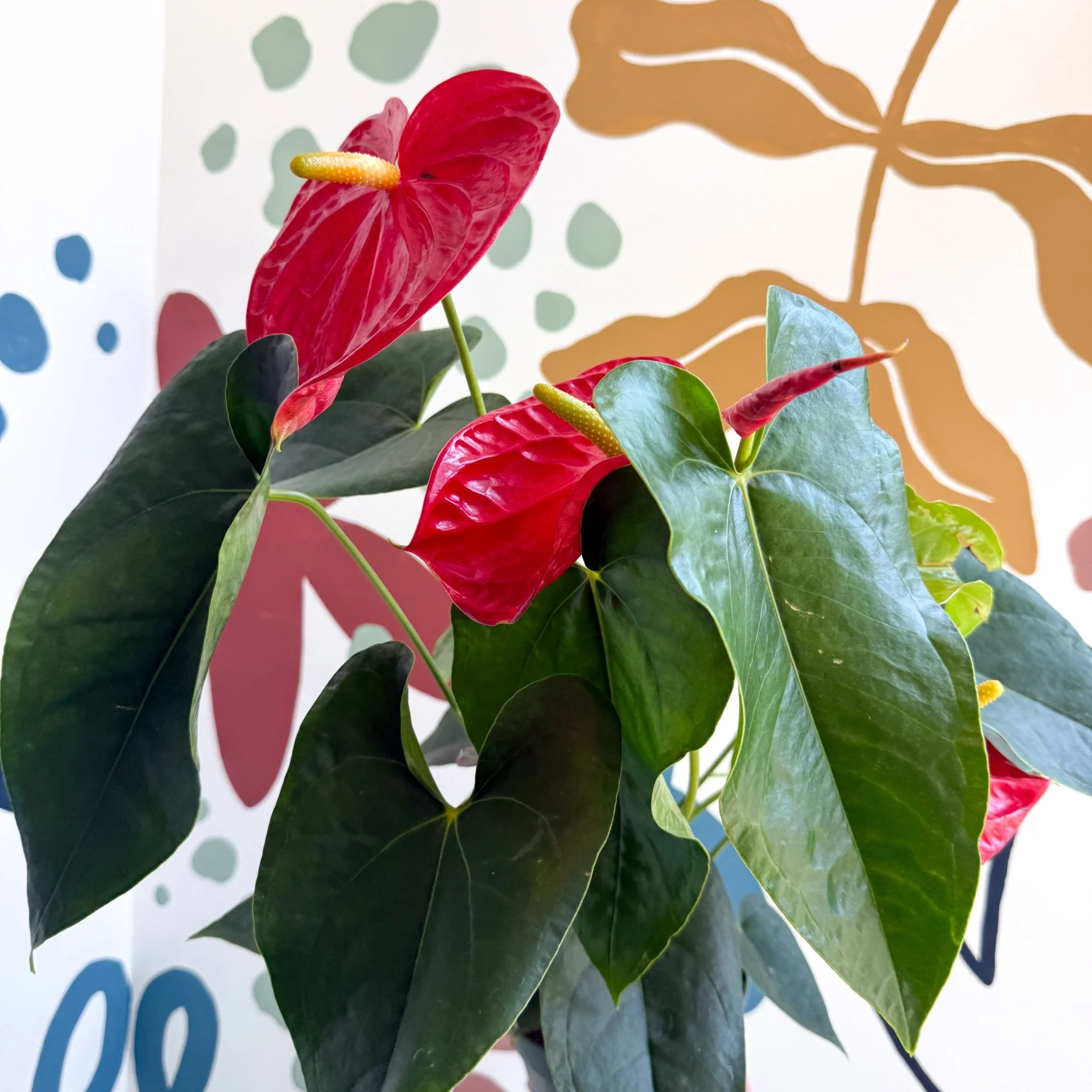 Anthurium andraeanum 'Arebo' - Red Flamingo Flower - Image 4