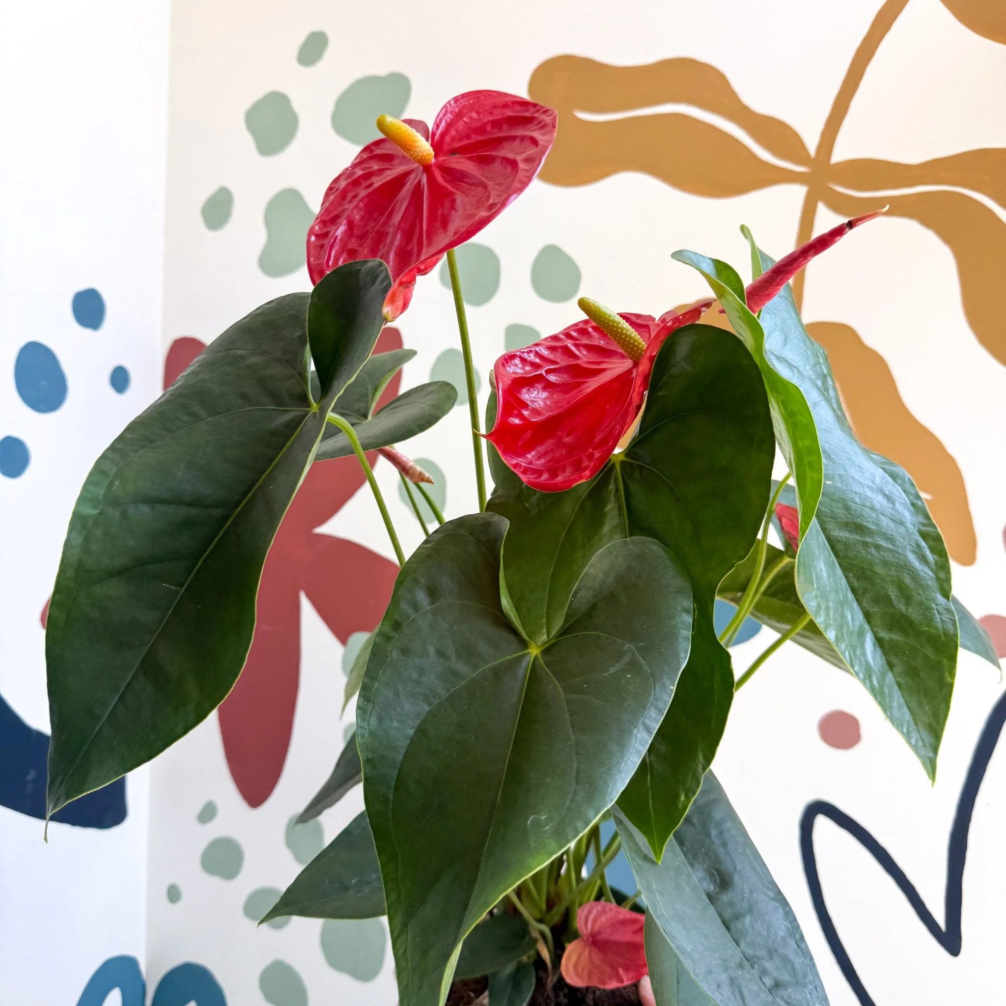 Anthurium andraeanum 'Arebo' - Red Flamingo Flower - Image 5