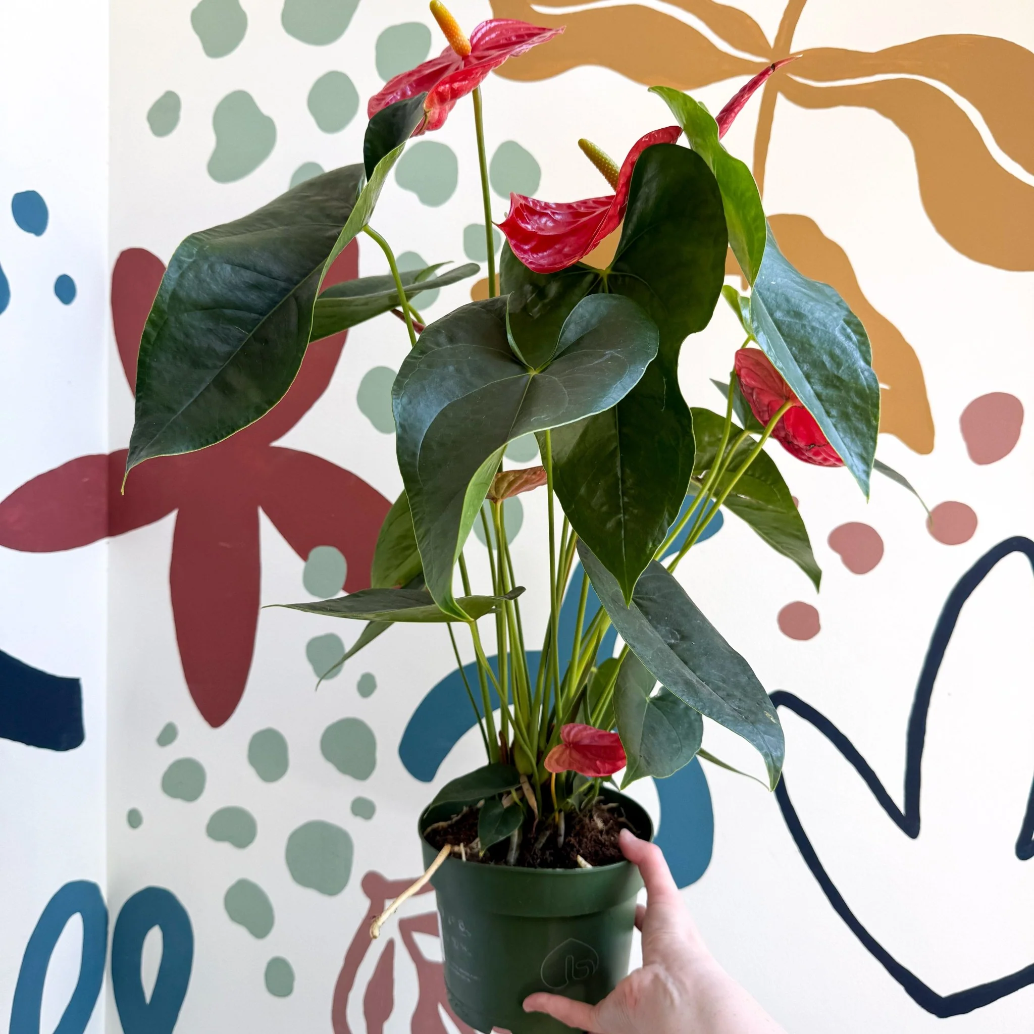 Anthurium andraeanum 'Arebo' - Red Flamingo Flower - Image 6